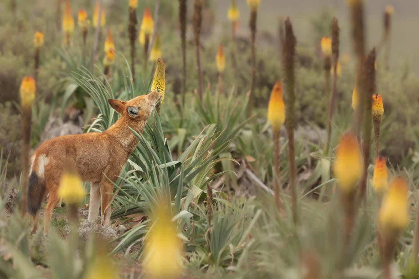 The strange Ethiopian nectar-eating wolf: A predator that may also act as a pollinator