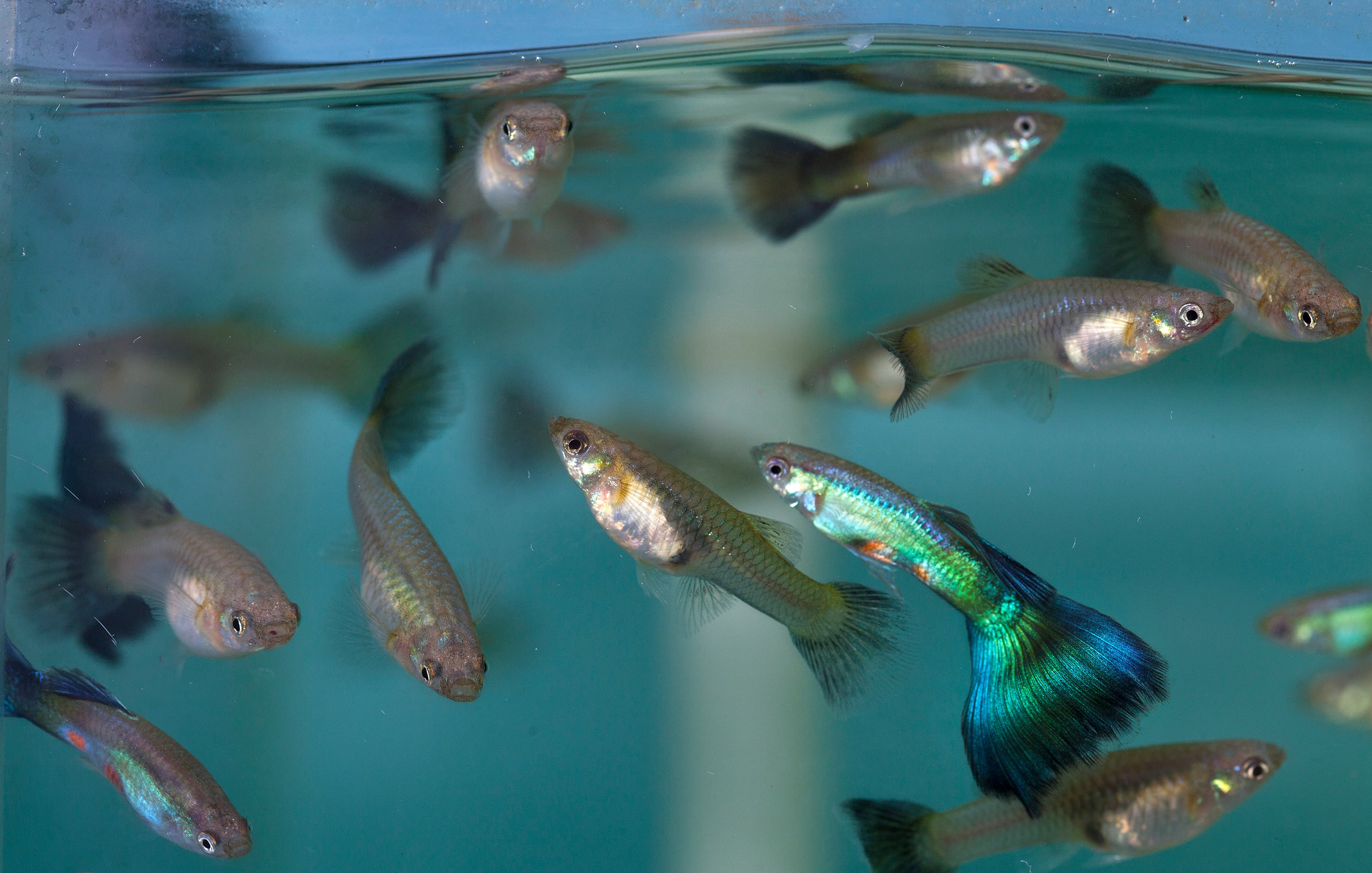 Male guppies in an aquarium in Virginia, February 2012. 