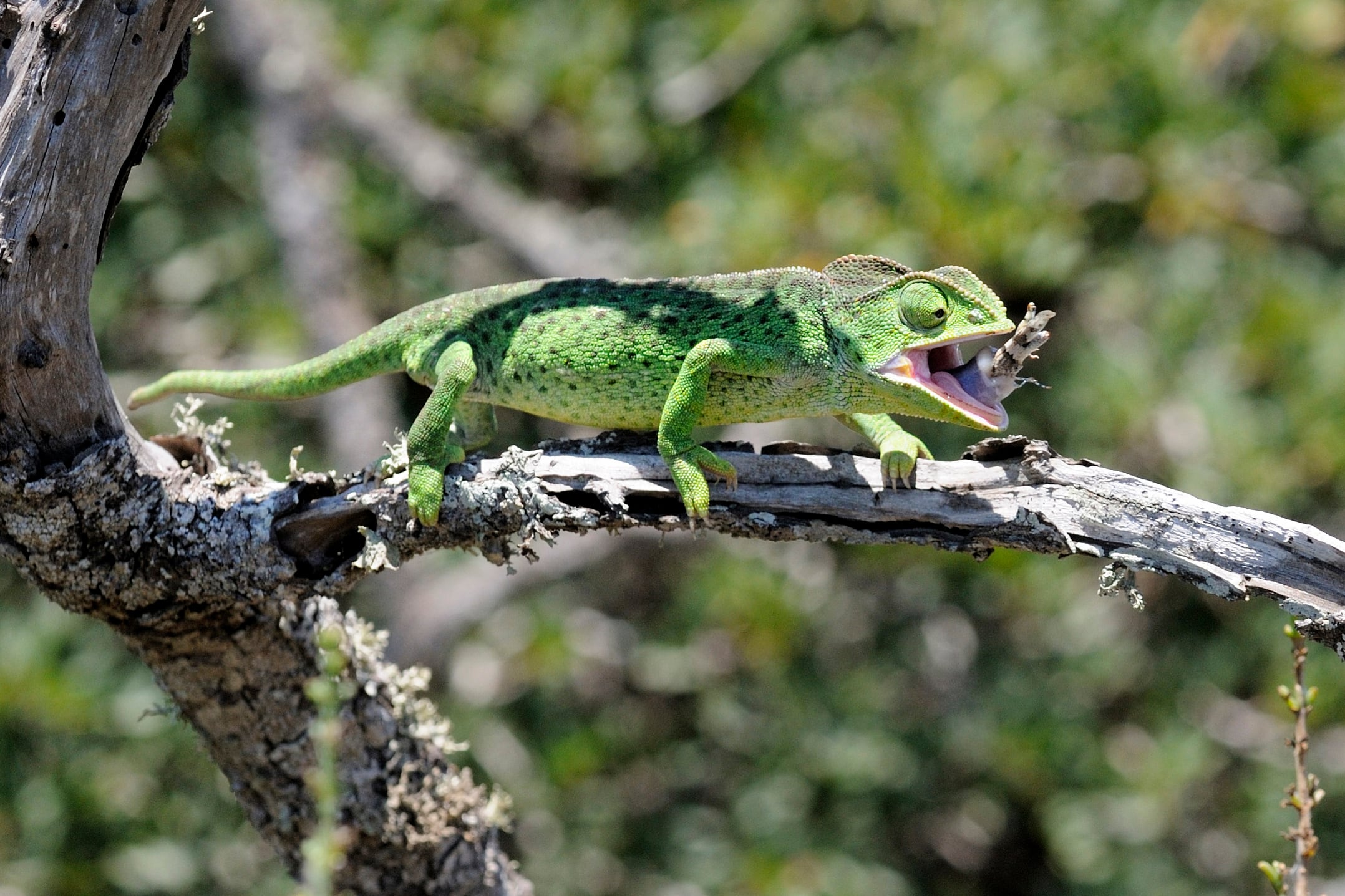 Chameleons spread across Spain as experts urge people not to take them home