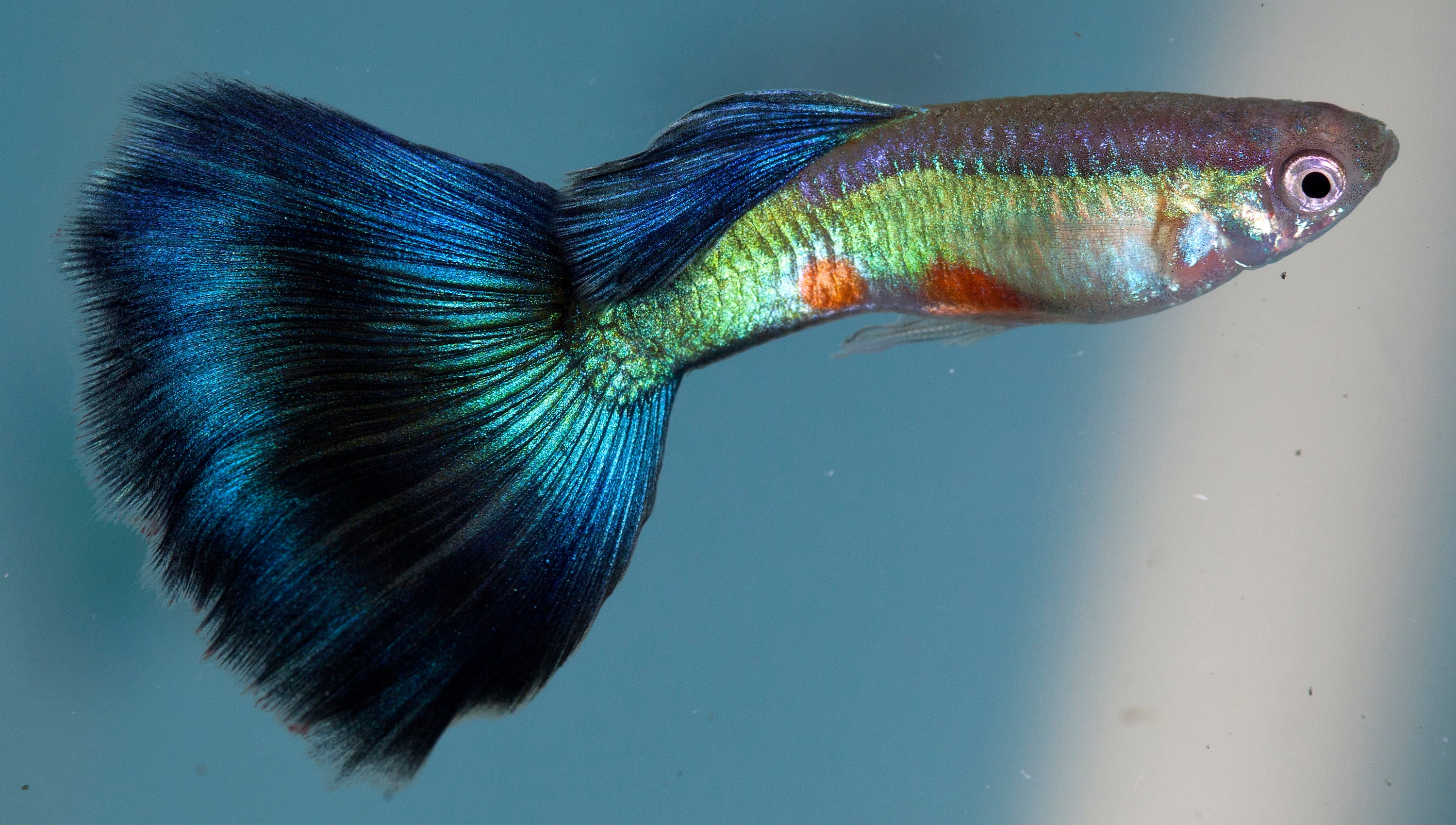 Unusual creatures are more appealing: What guppies teach us about evolution