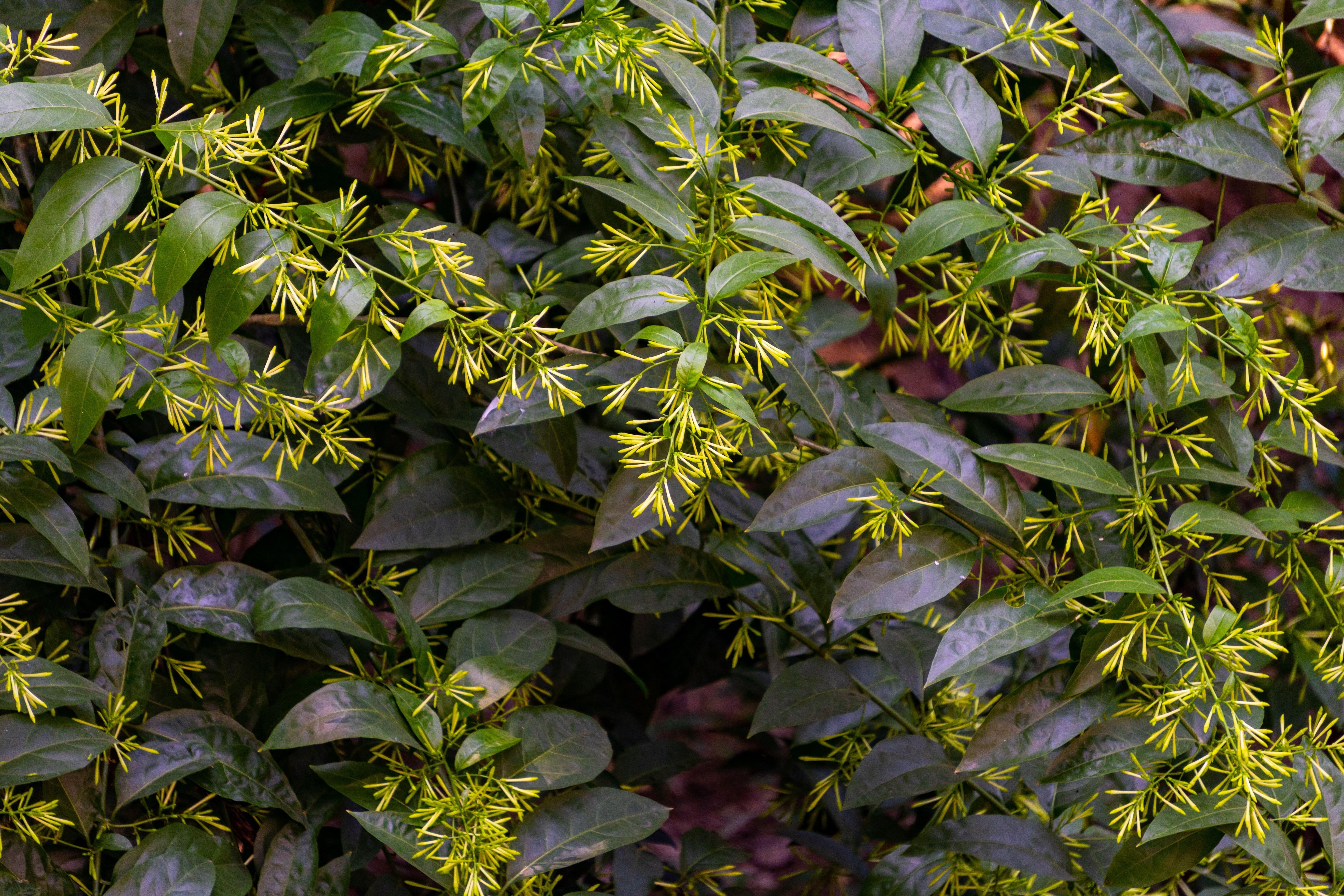 Plants that scent the garden when night falls