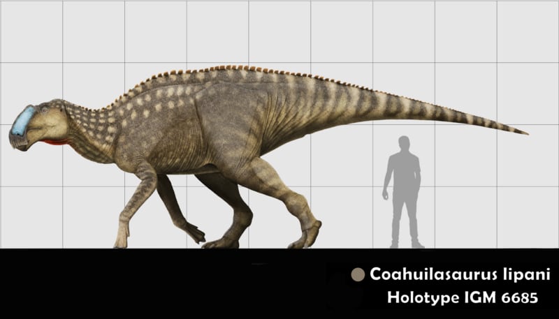 ‘Coahuilasaurus lipani’, the new dinosaur species discovered in northern Mexico