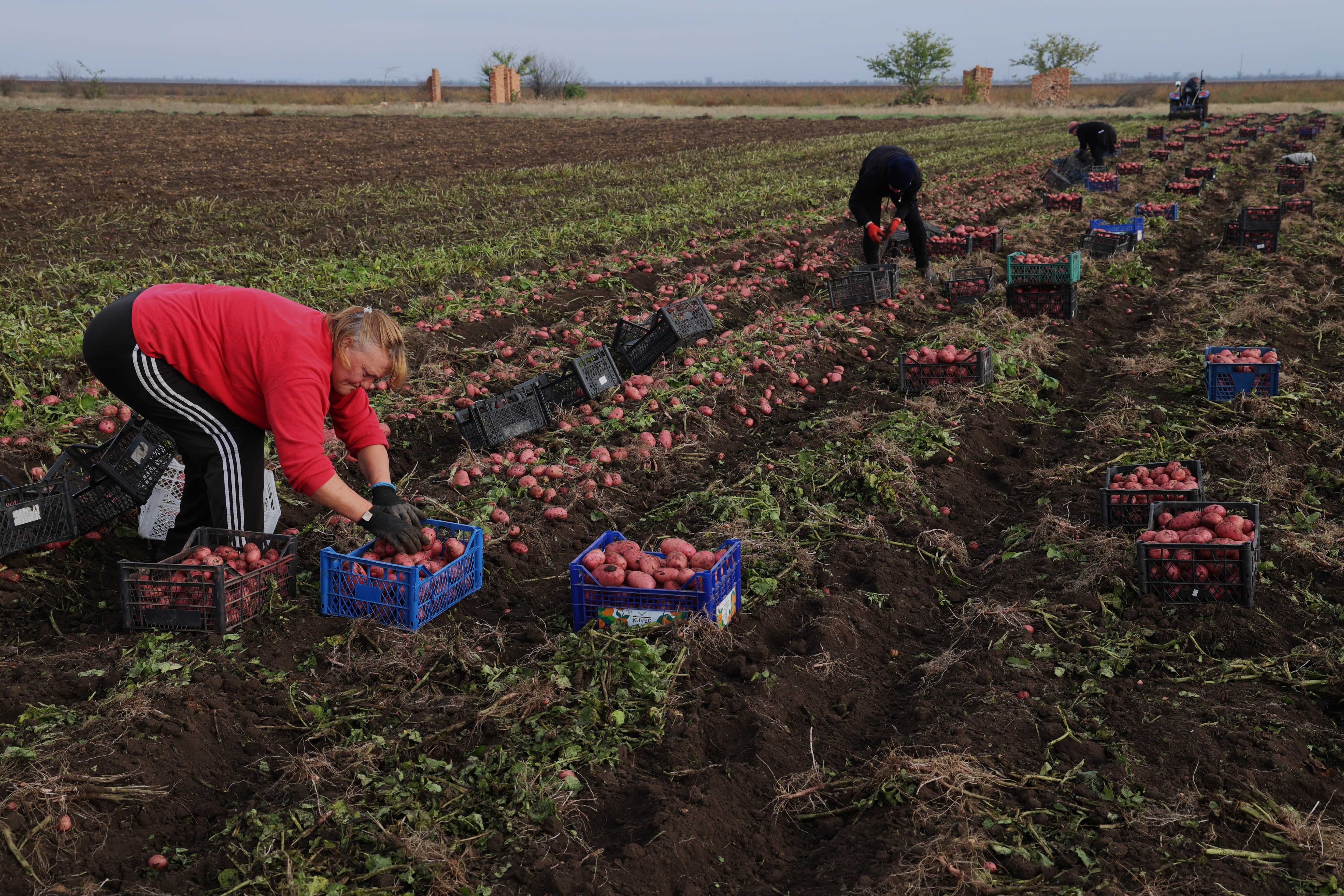 A group of women harvesting potatoes in a village in the southern region of Kherson, October 17.