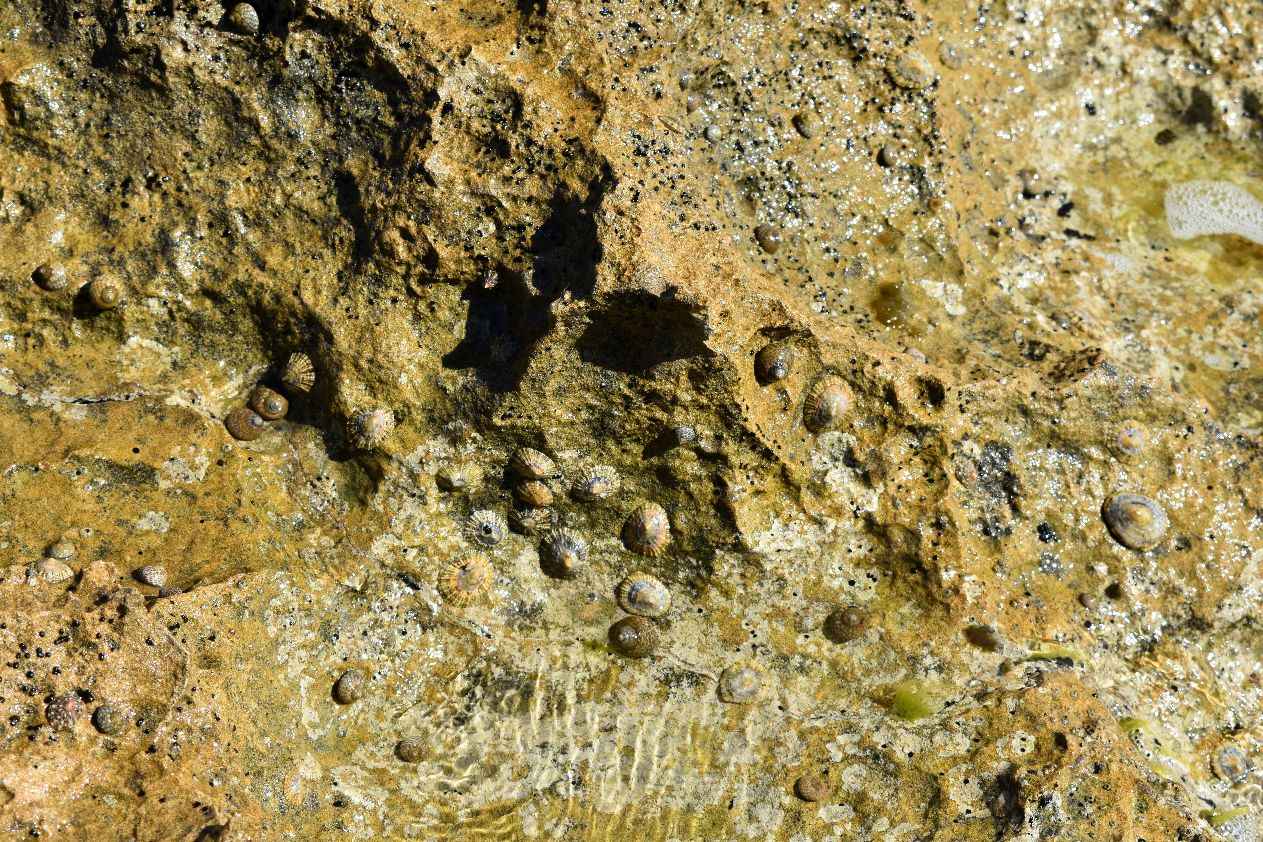 Of the limpets and periwinkles that Neanderthals ate, the former are now endangered in the Spanish Mediterranean. The image shows both species.