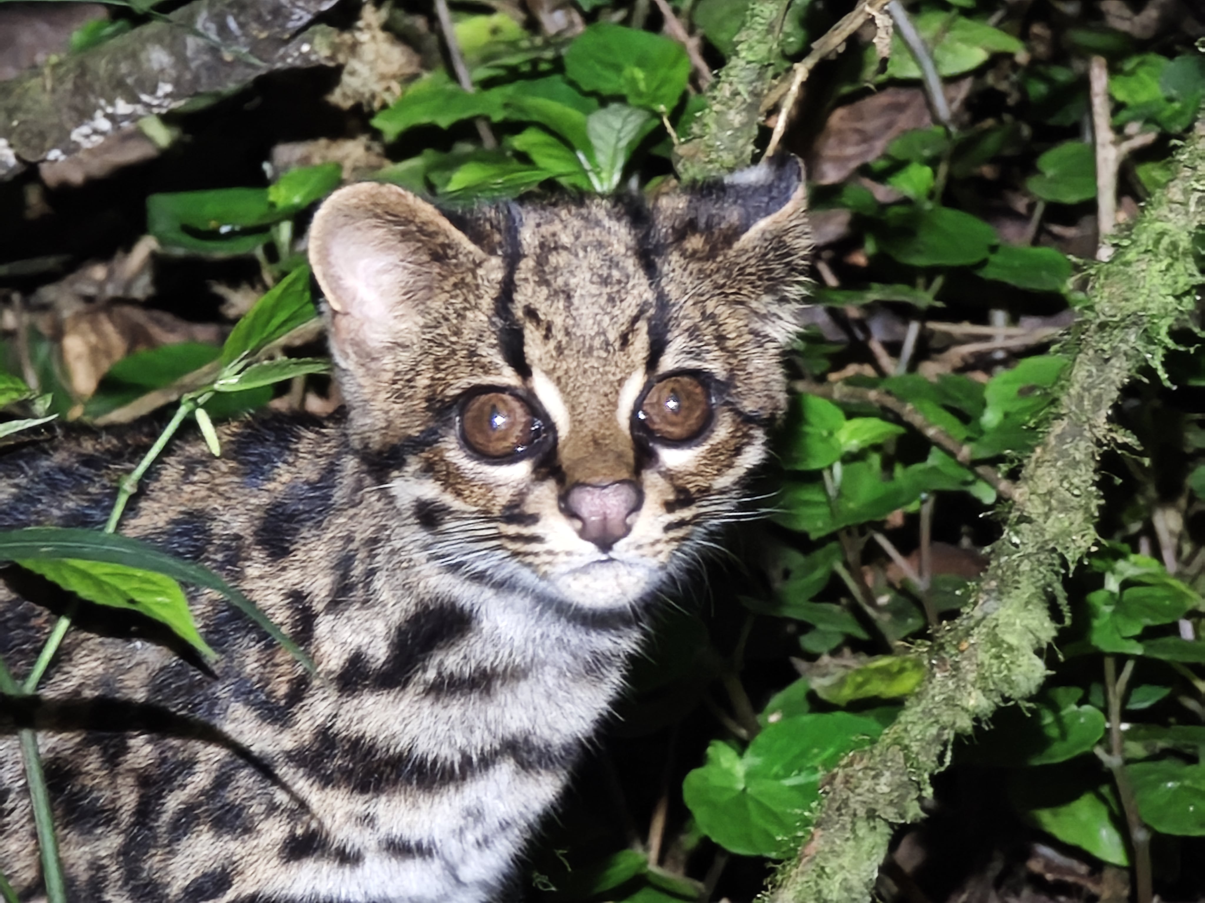 Discovery in Bolivia sheds light on the mysterious clouded tiger-cat