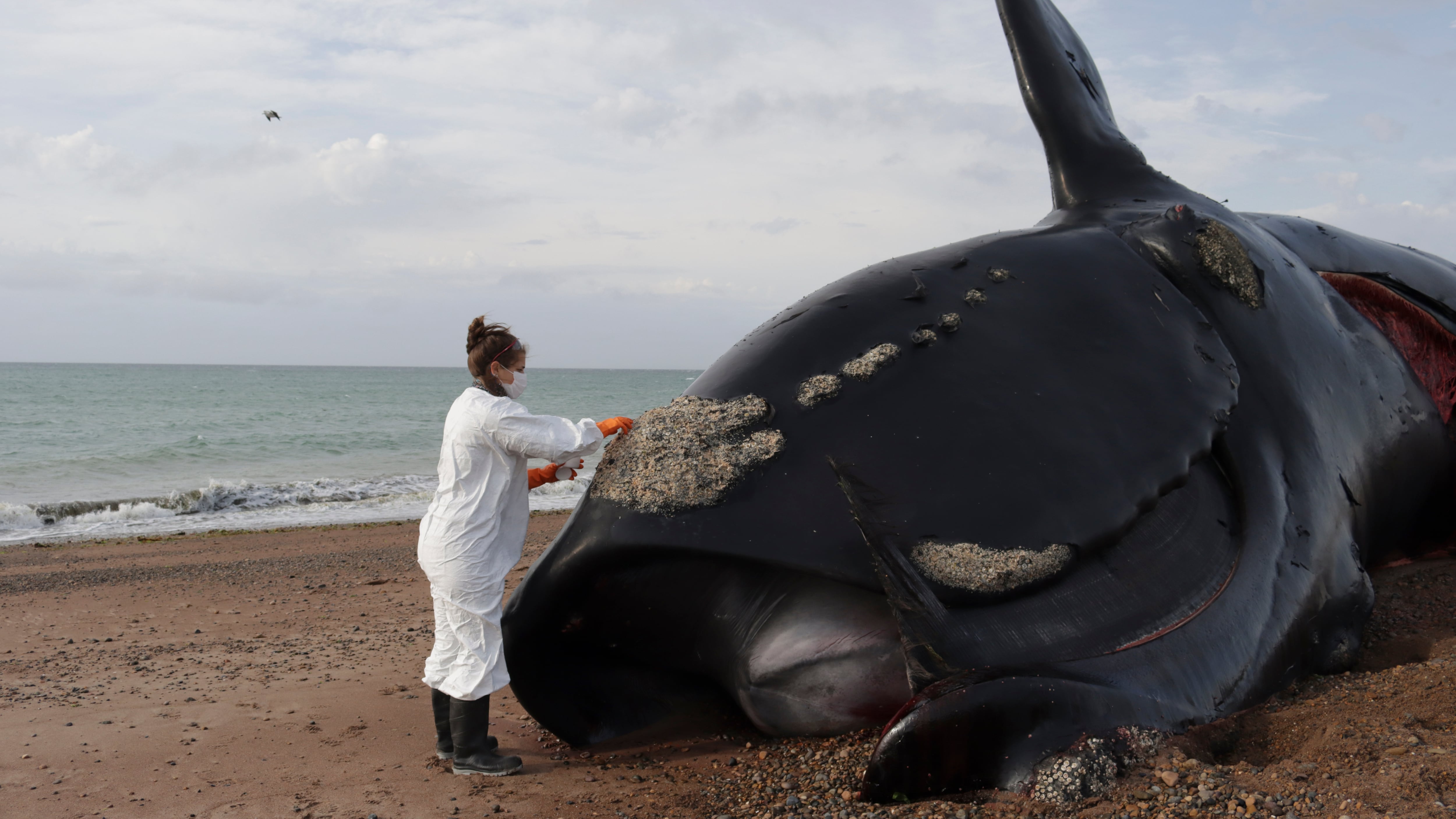 Scientists alarmed by dozens of whale deaths along Argentina’s coast
