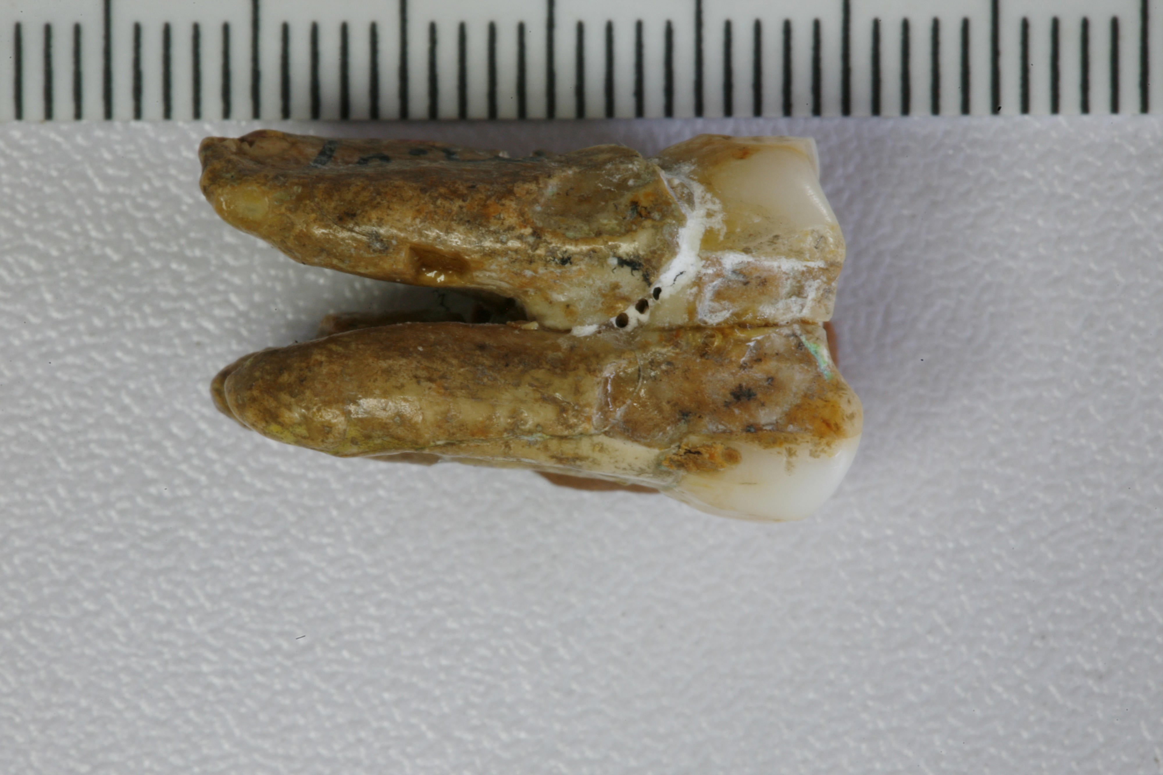 One of the 'Homo erectus' molars analyzed.