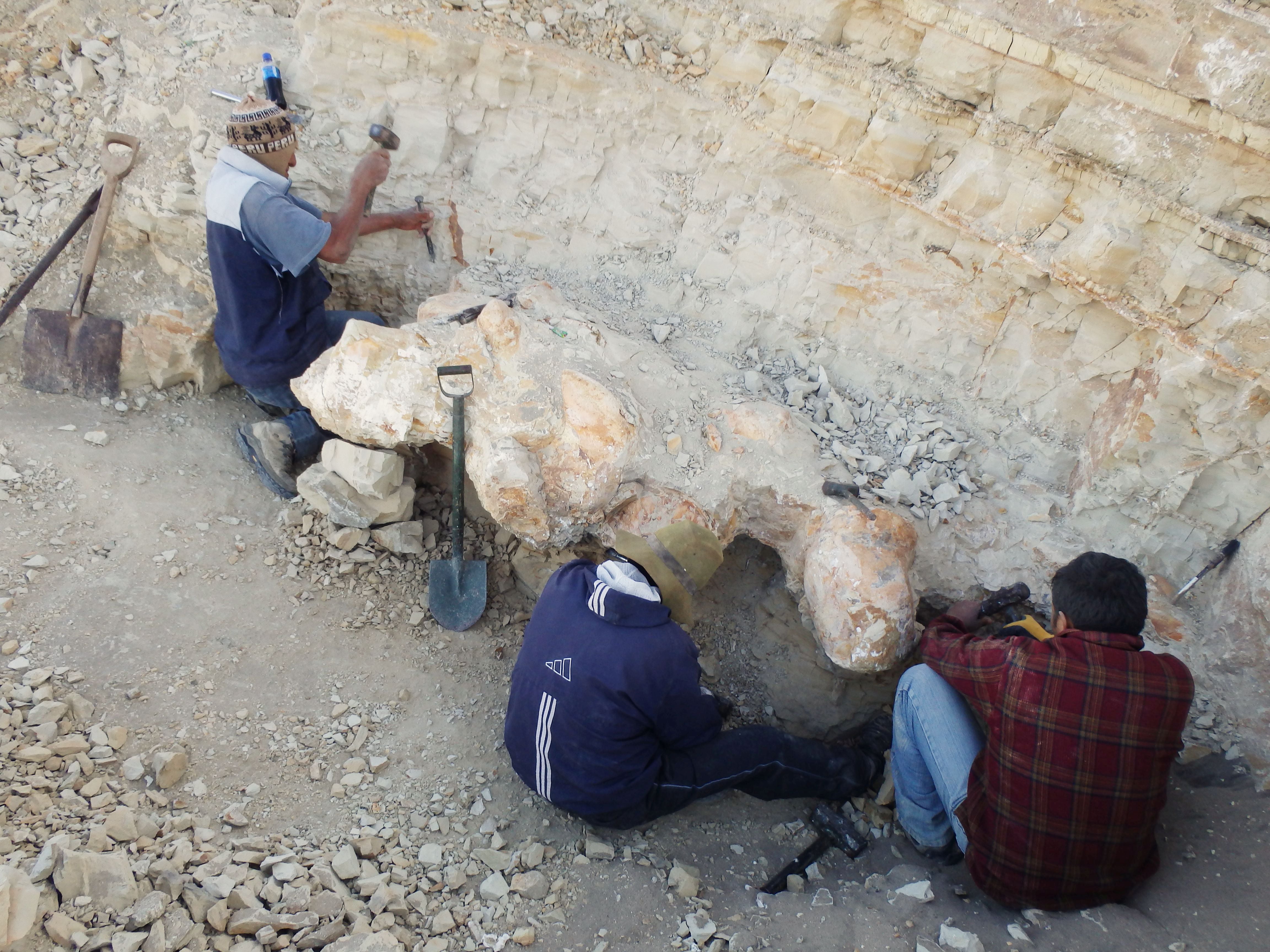 Part of the excavation team, revealing part of one of the gigantic vertebrae. 