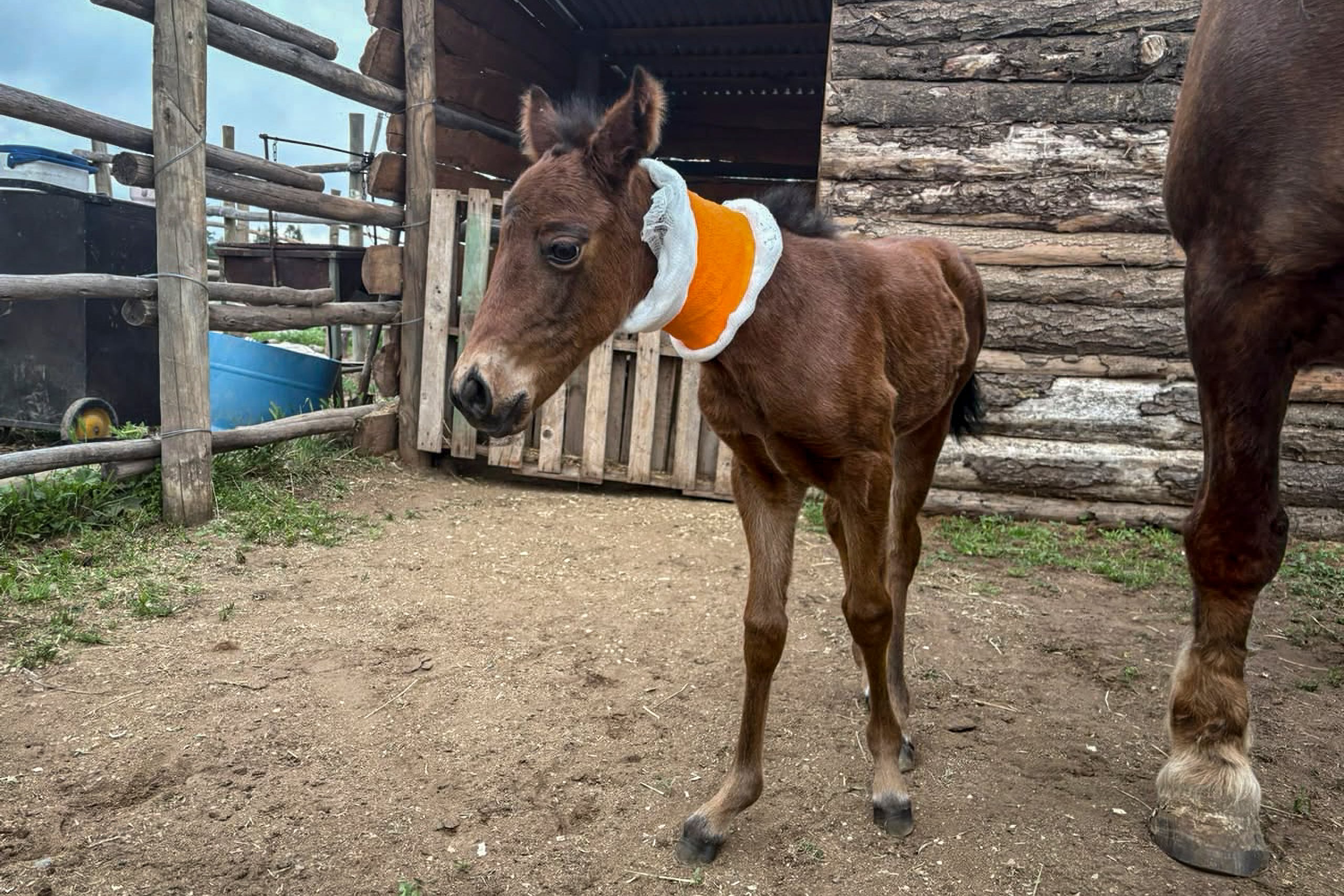 The researchers who achieved Chile’s first cloned horse: ‘It would not be complicated to clone humans; the only limitation is ethical’