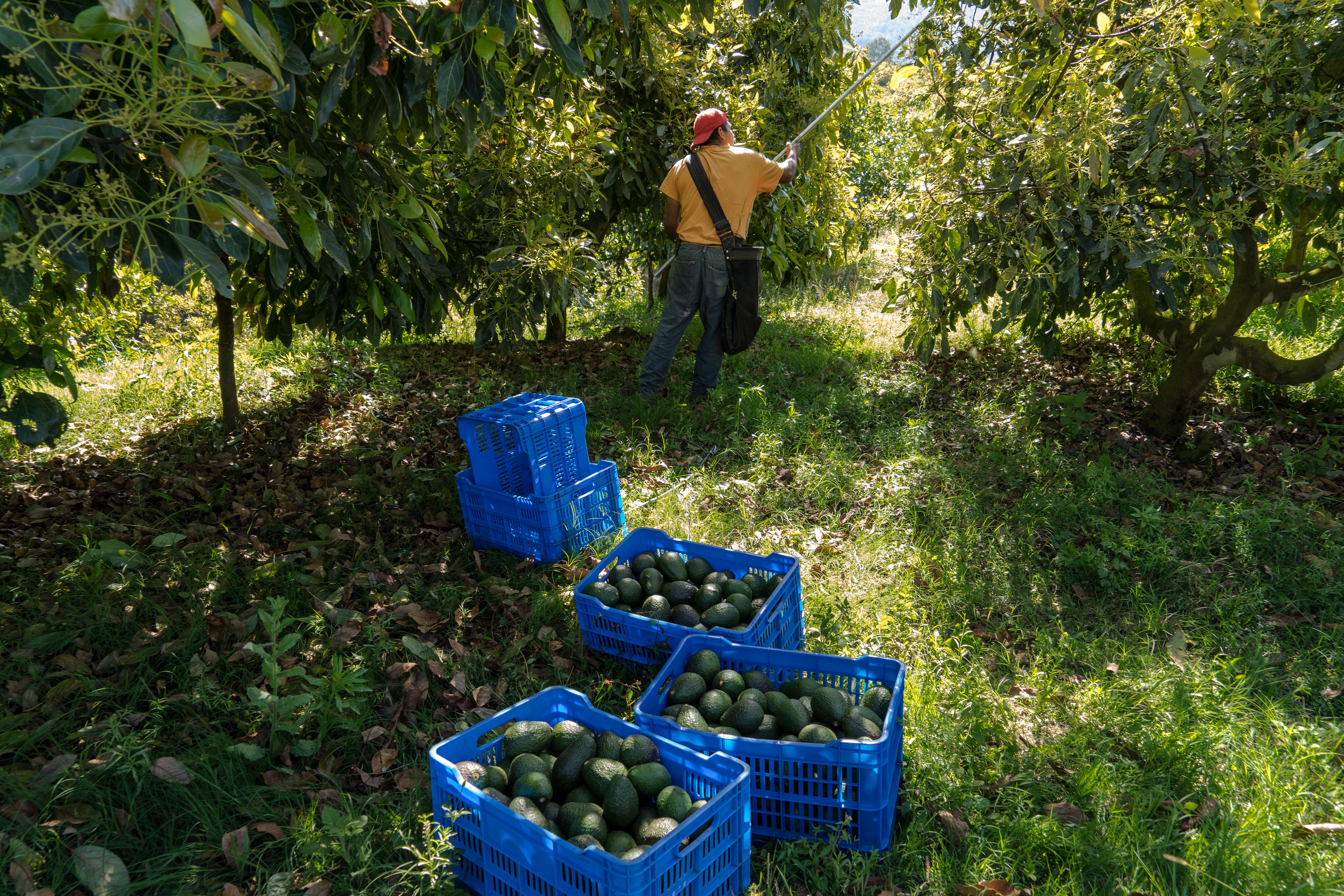 Harvesting avocados in Michoacán, Mexico; January 2019.