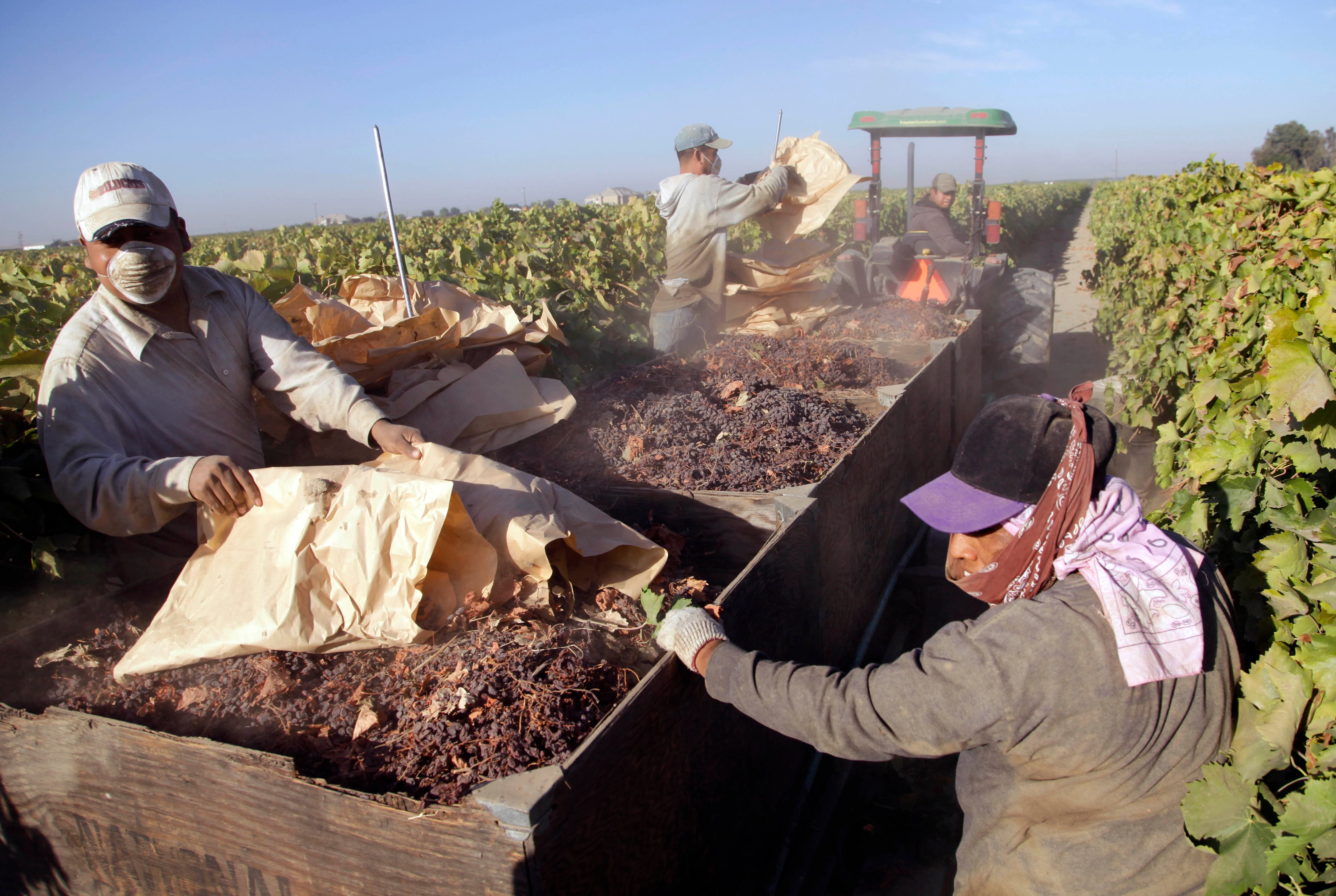 California’s farms (and the nation’s food supply) hang in the balance amid Trump’s deportation threats