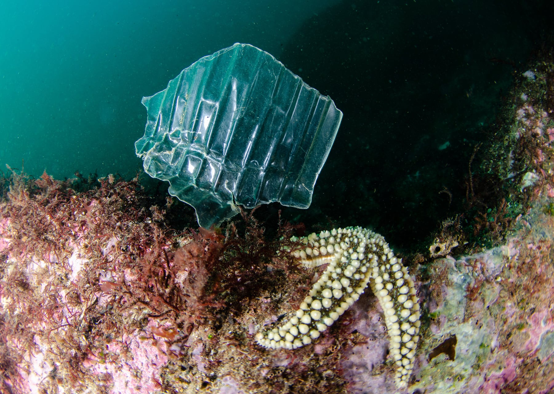 Welcome to the plastisphere, the realm of plastic microbes: ‘It’s a new ecosystem on the planet’
