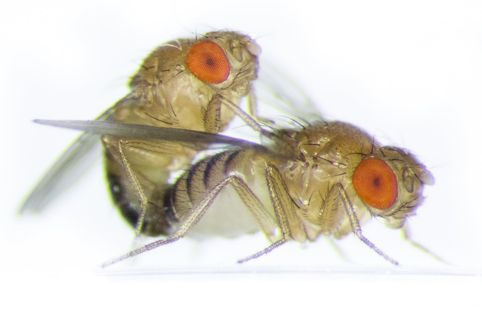 Two fruit flies mating. The female stores thousands of sperm — each larger than her seminal receptacle — for up to two weeks before completing delayed fertilization.
