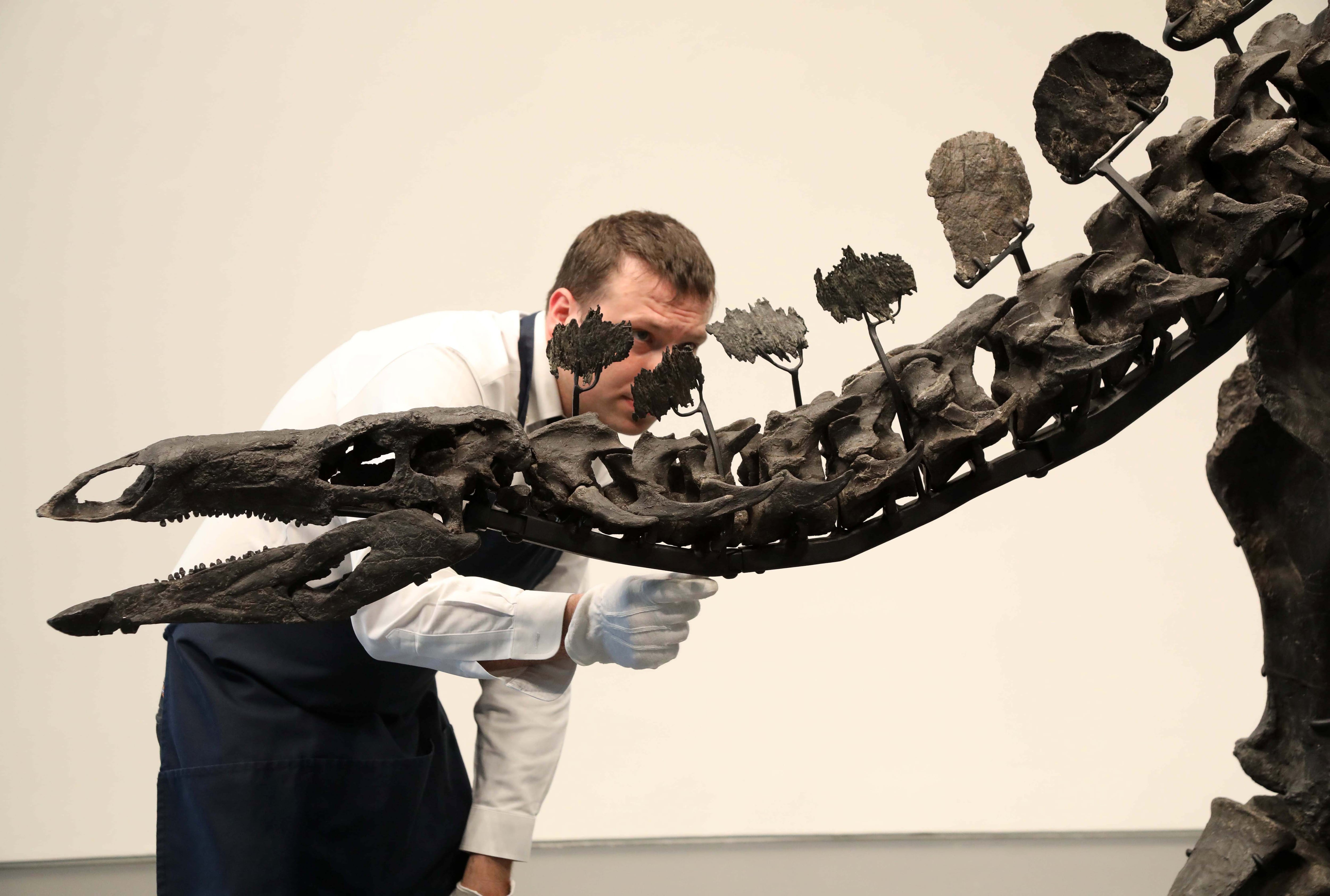 Dinosaur fossils, the latest obsession of the ultra-rich: ‘Some enjoy knowing only they can admire it’
