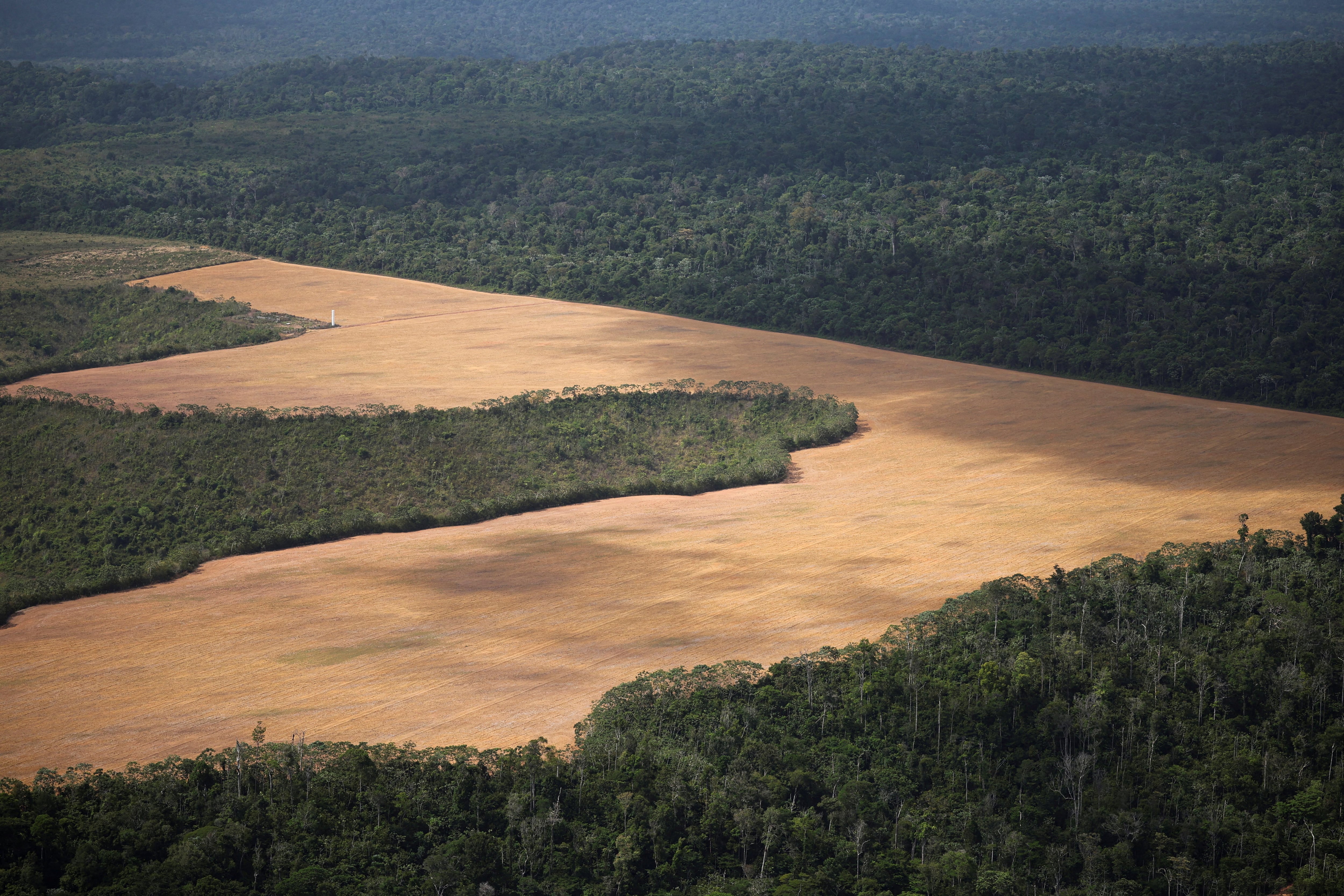 The far right in Latin America threatens progress against deforestation, report warns