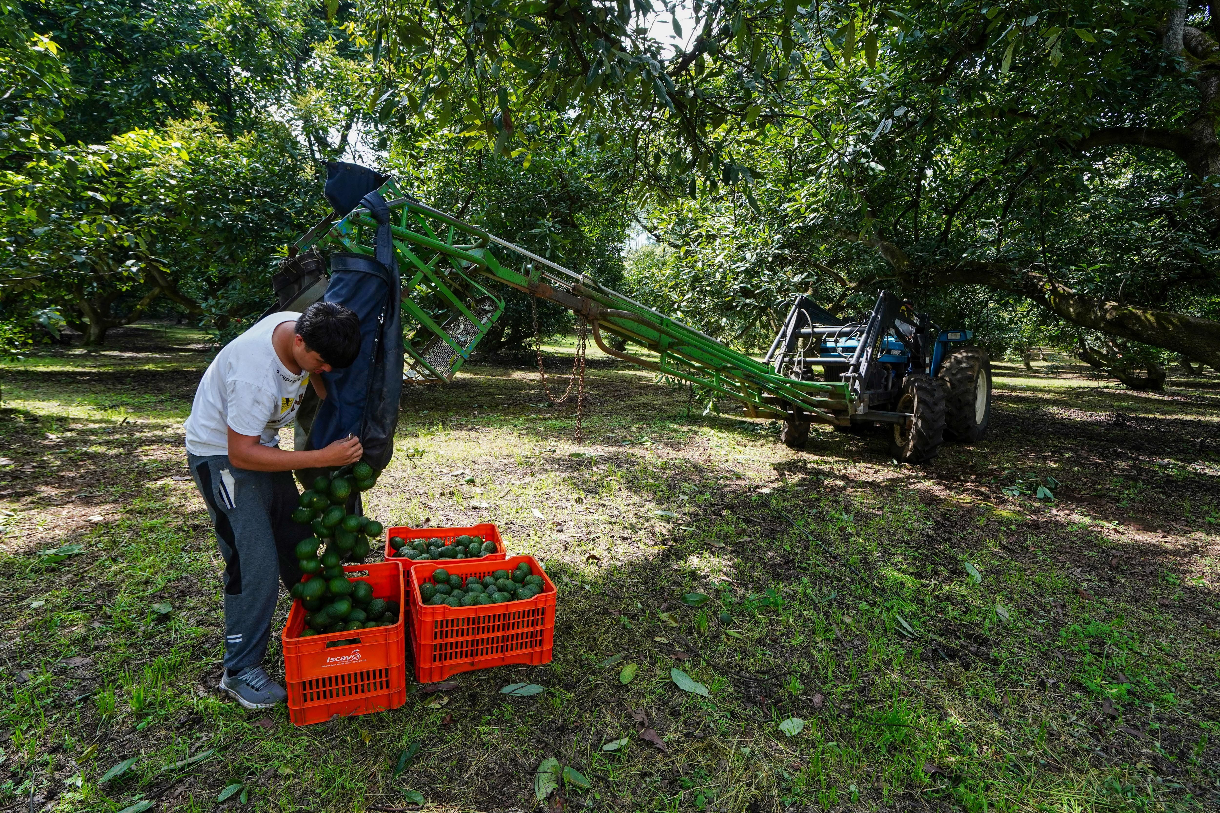 Small avocado growers’ strike cuts Mexican exports to the United States