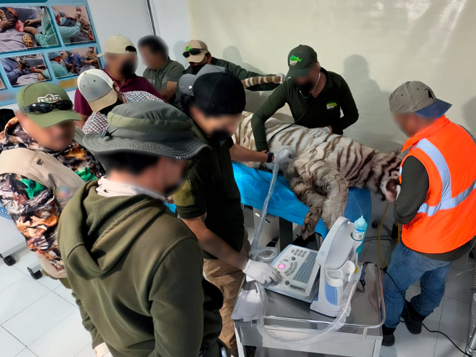 A Bengal tiger on the loose: the failed rescue of Kenzo in Mexico