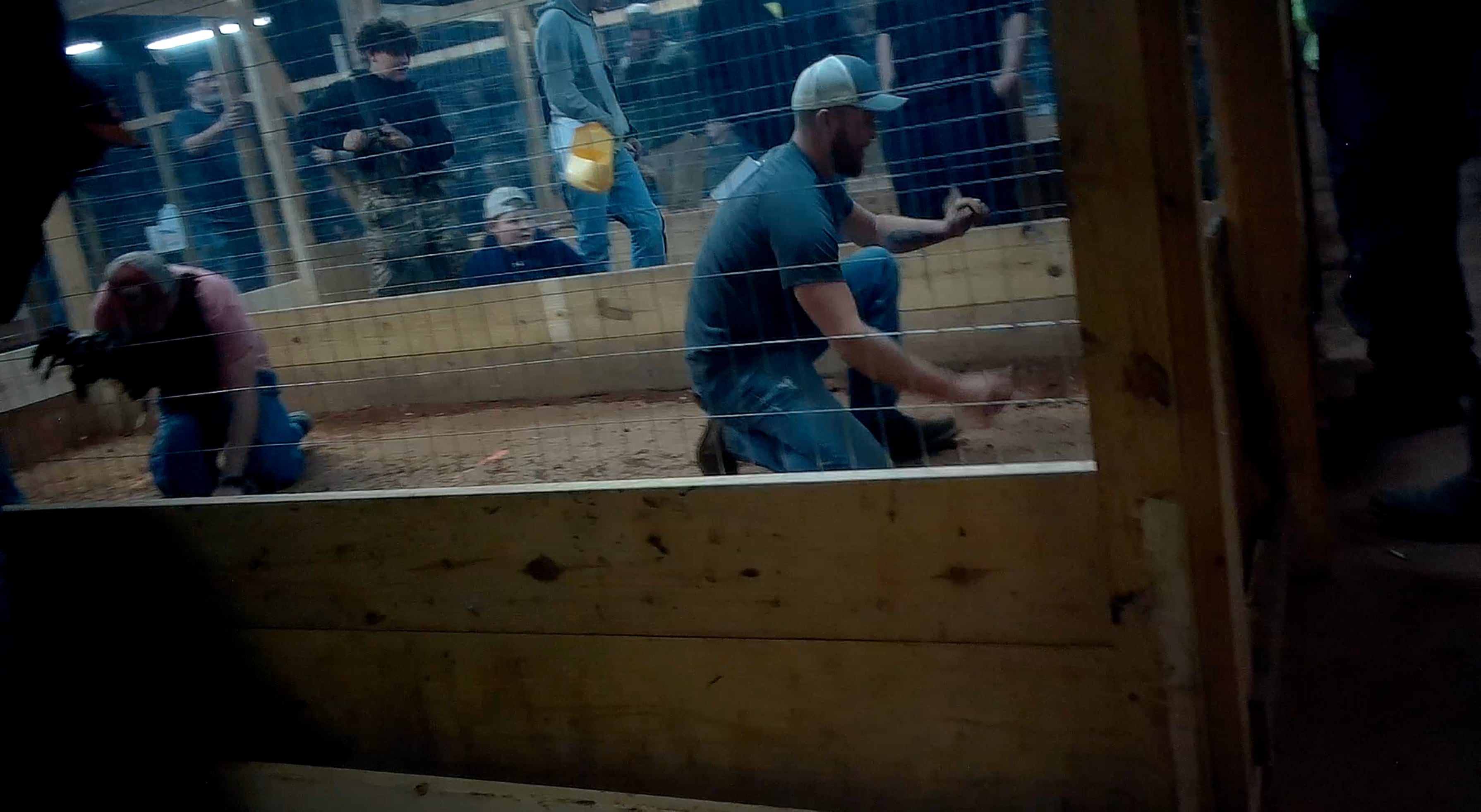 The cockfighting business on the border: Illegal breeding farms in the US and birds sold for thousands of dollars to cartels in Mexico