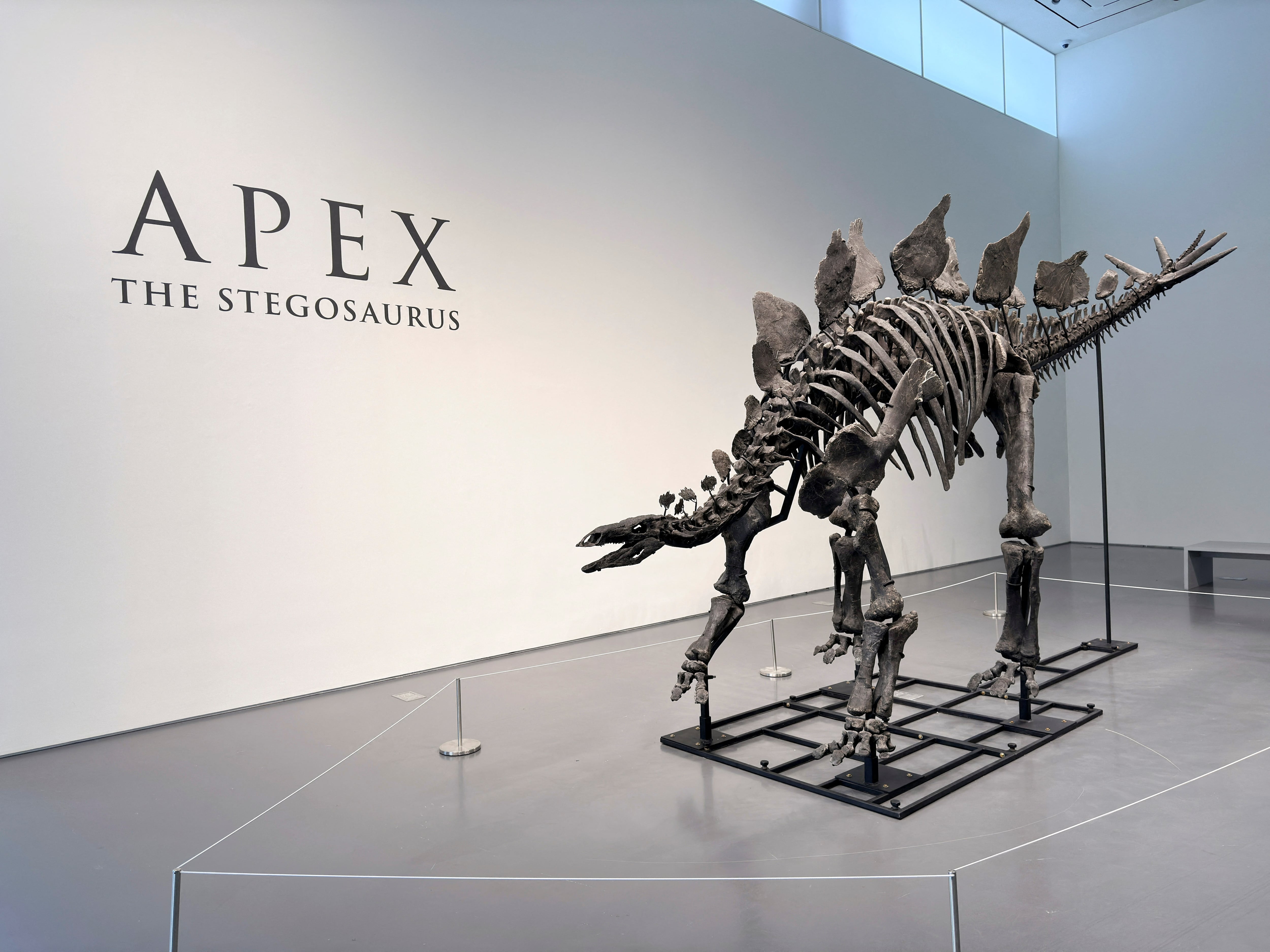 $44.6 million for a dinosaur: The other kinds of Wall Street investments