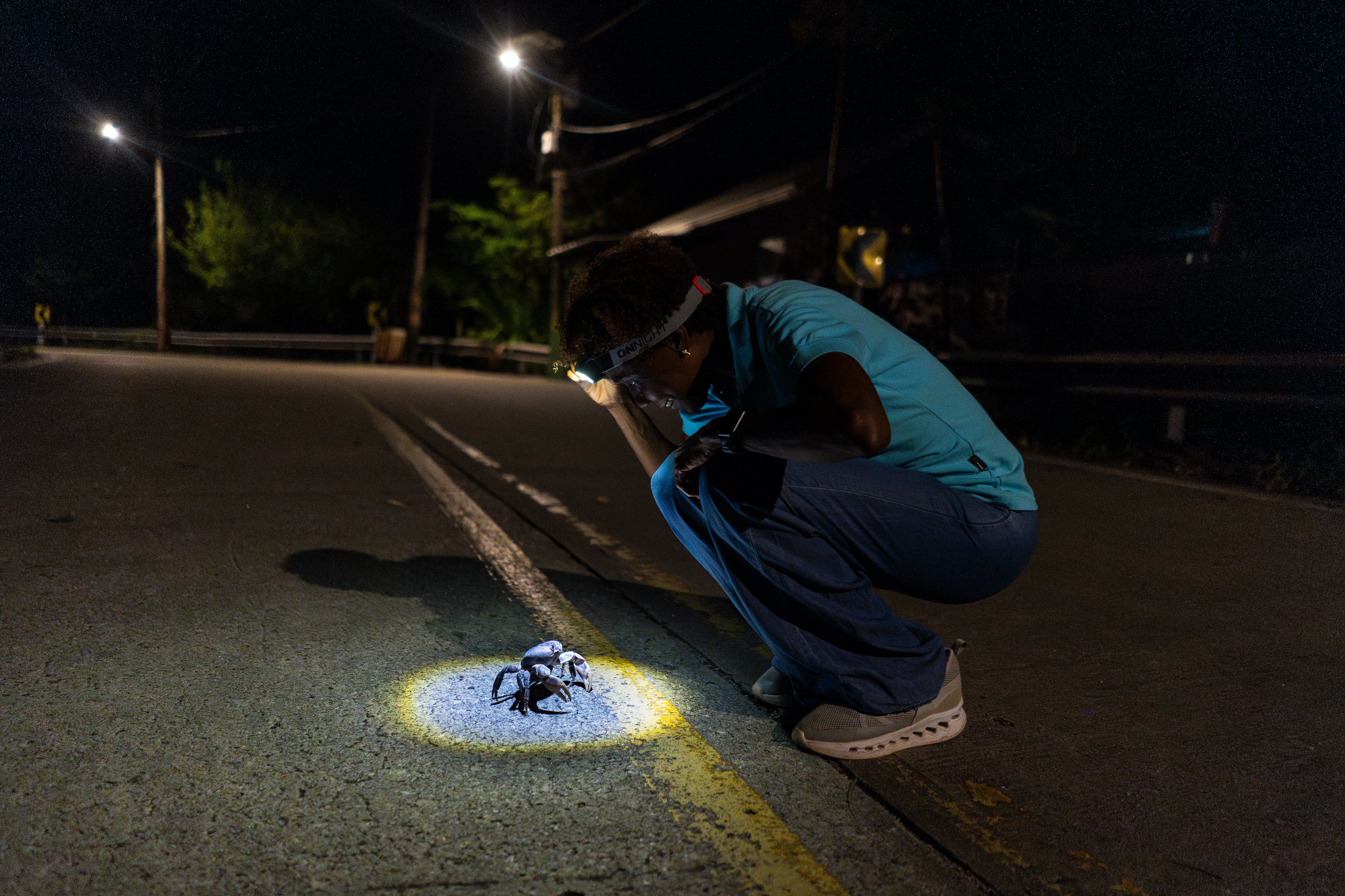 The black crab of Providencia’s obstacle course to spawn and survive