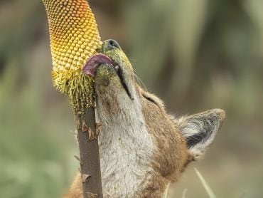 An Ethiopian wolf ('Canis simensis') licks nectar from the Kniphofia foliosa flower