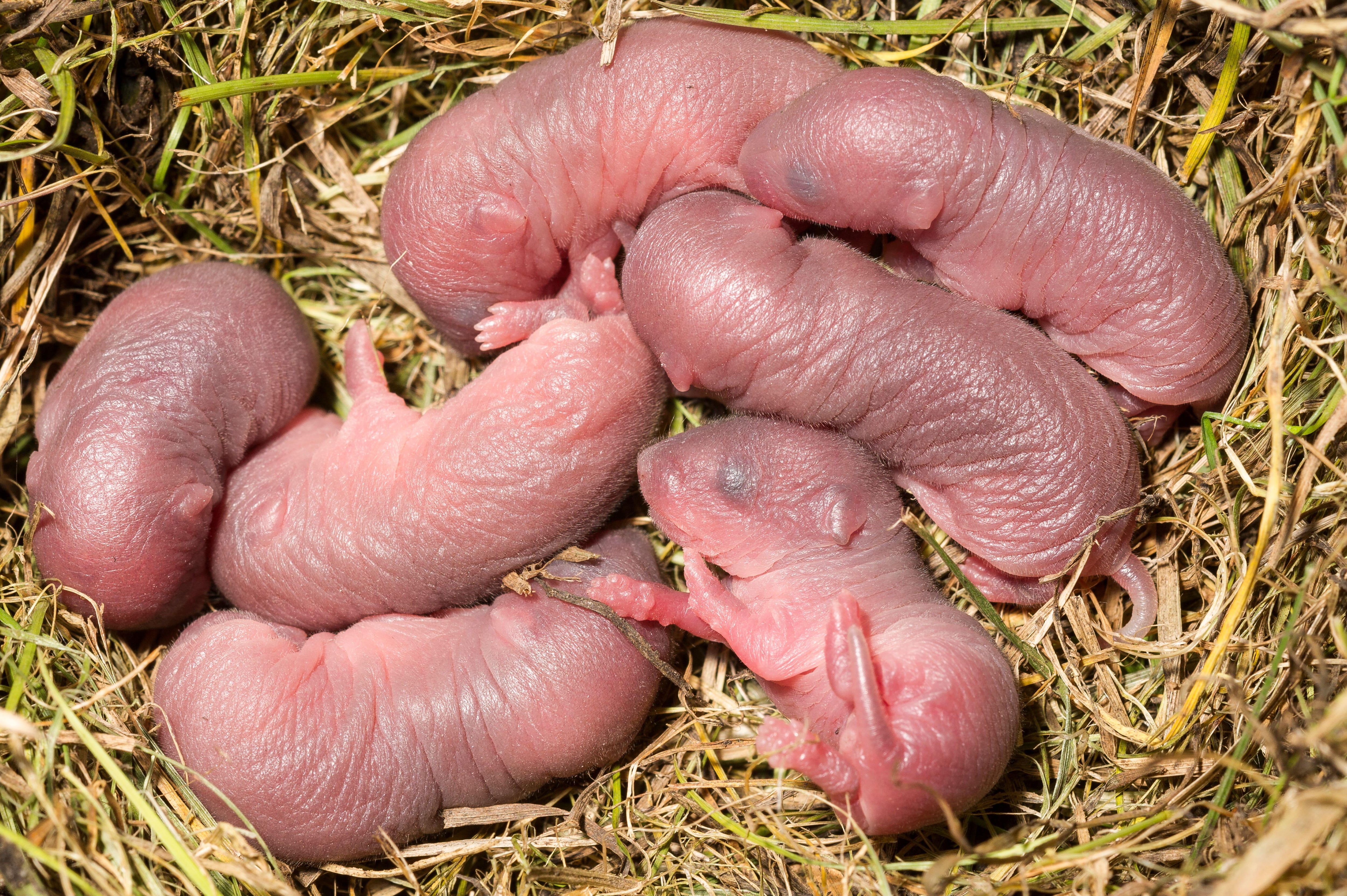 From Darwin to prairie voles: the paradox of attraction between cousins