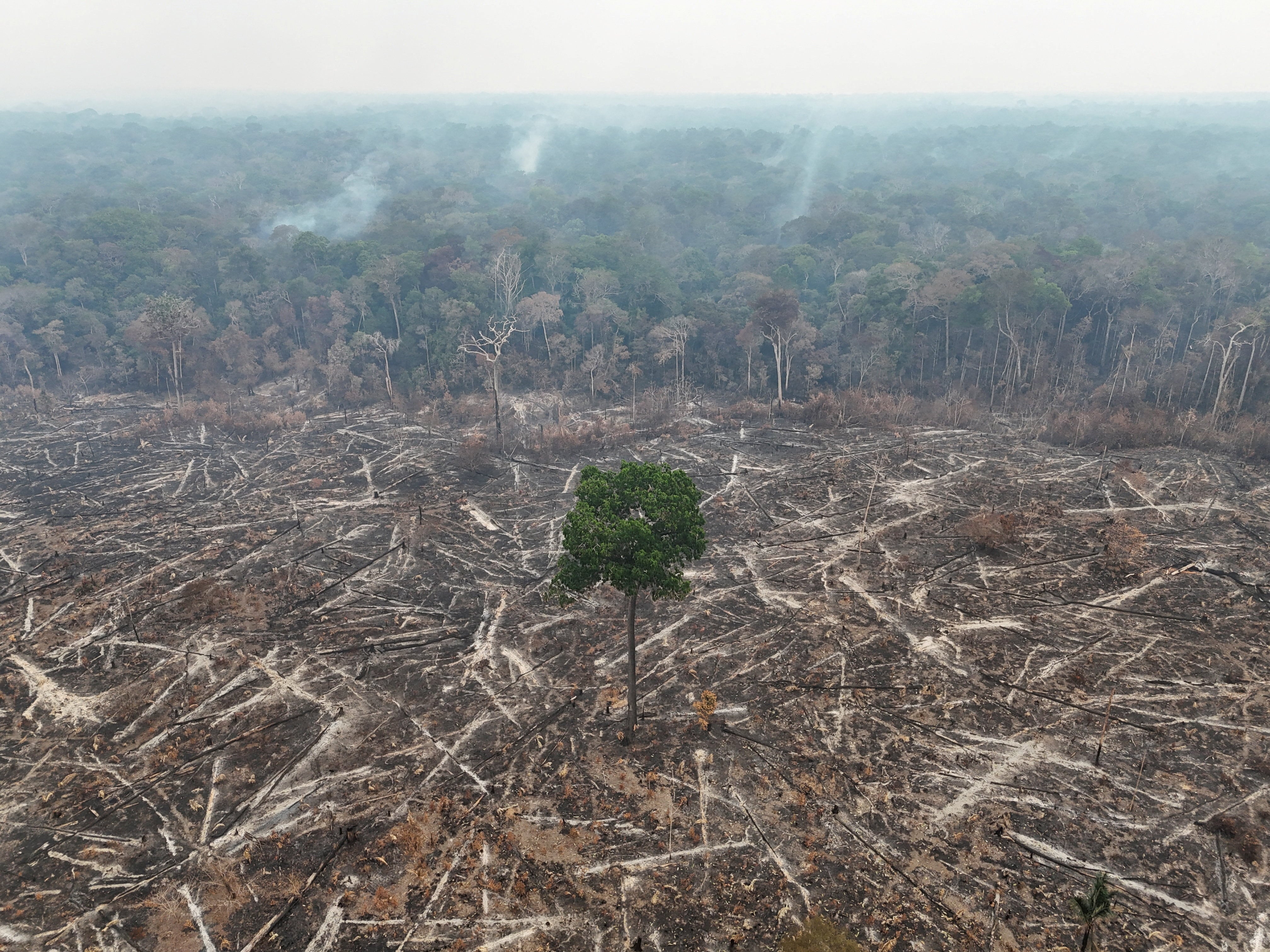The Amazon at a crossroads: Brazilians’ vote also decides the rainforest’s future