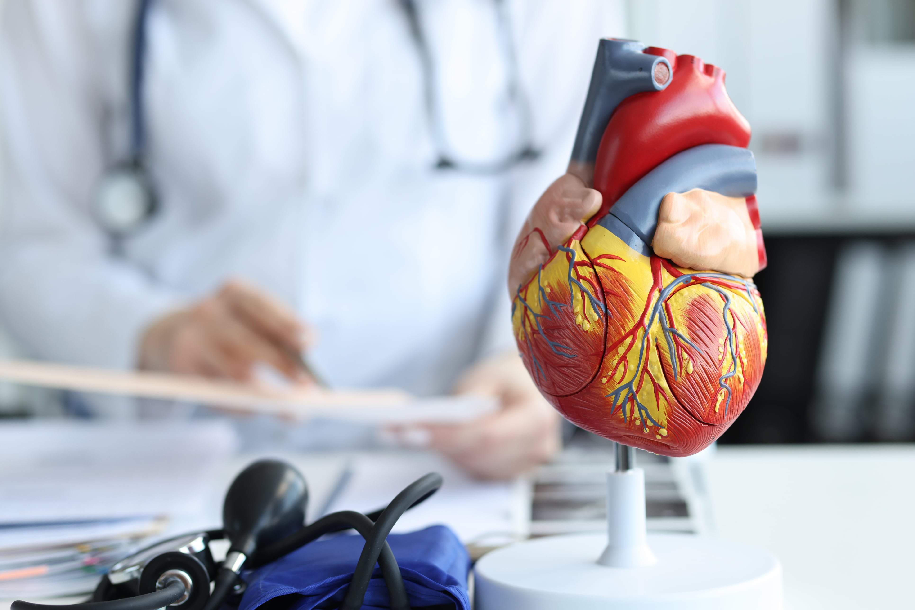 Small? Spherical? Tilted? The shape of your heart reveals your risk of cardiovascular disease