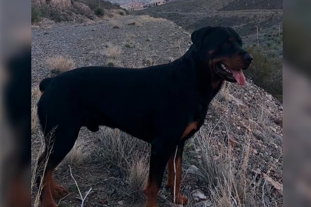 Two months without answers about the dog killed by the Border Patrol in El Paso