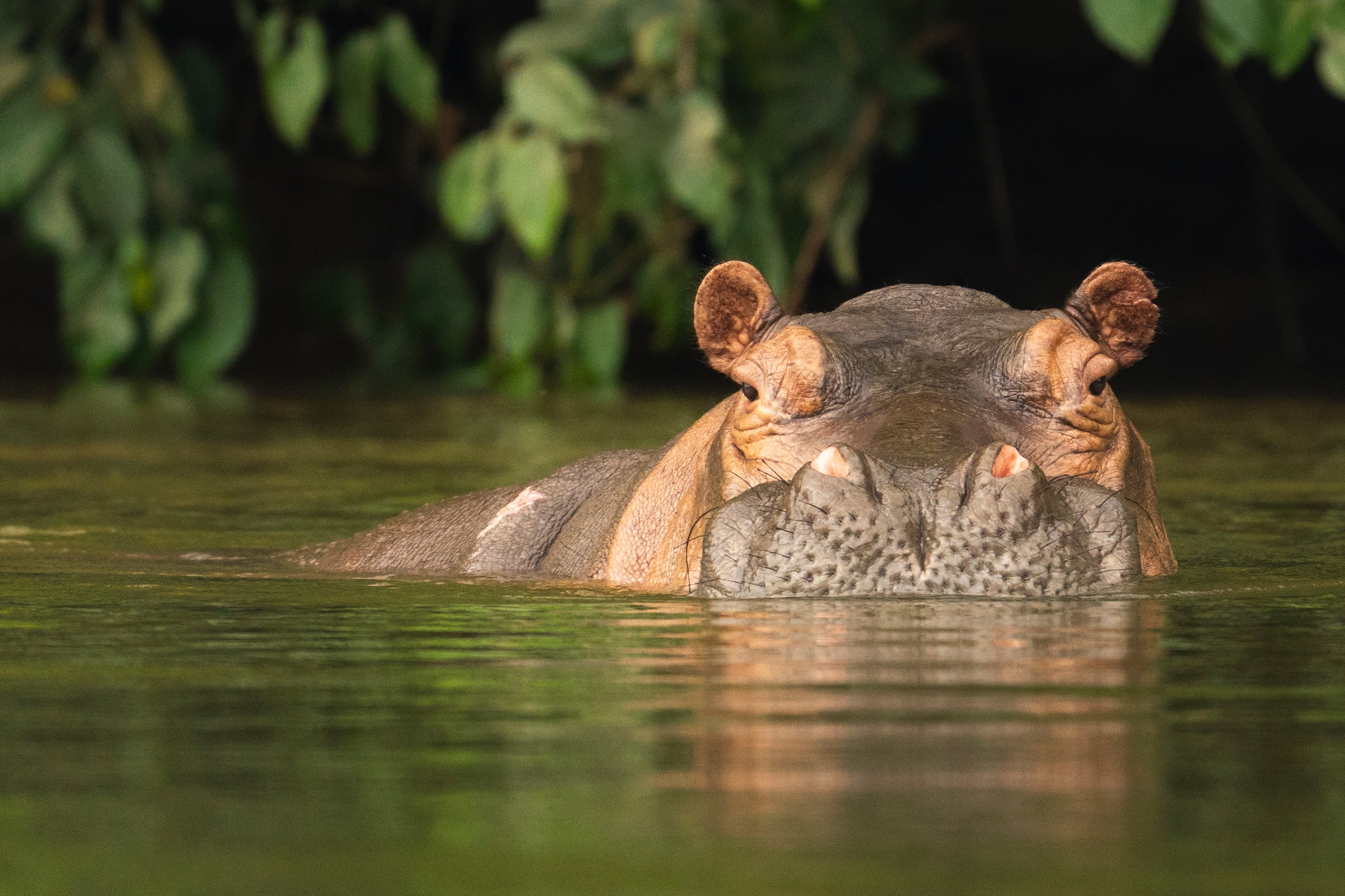 Two dozen children vs Pablo Escobar’s hippo: The legal battle to get to a Colombian school