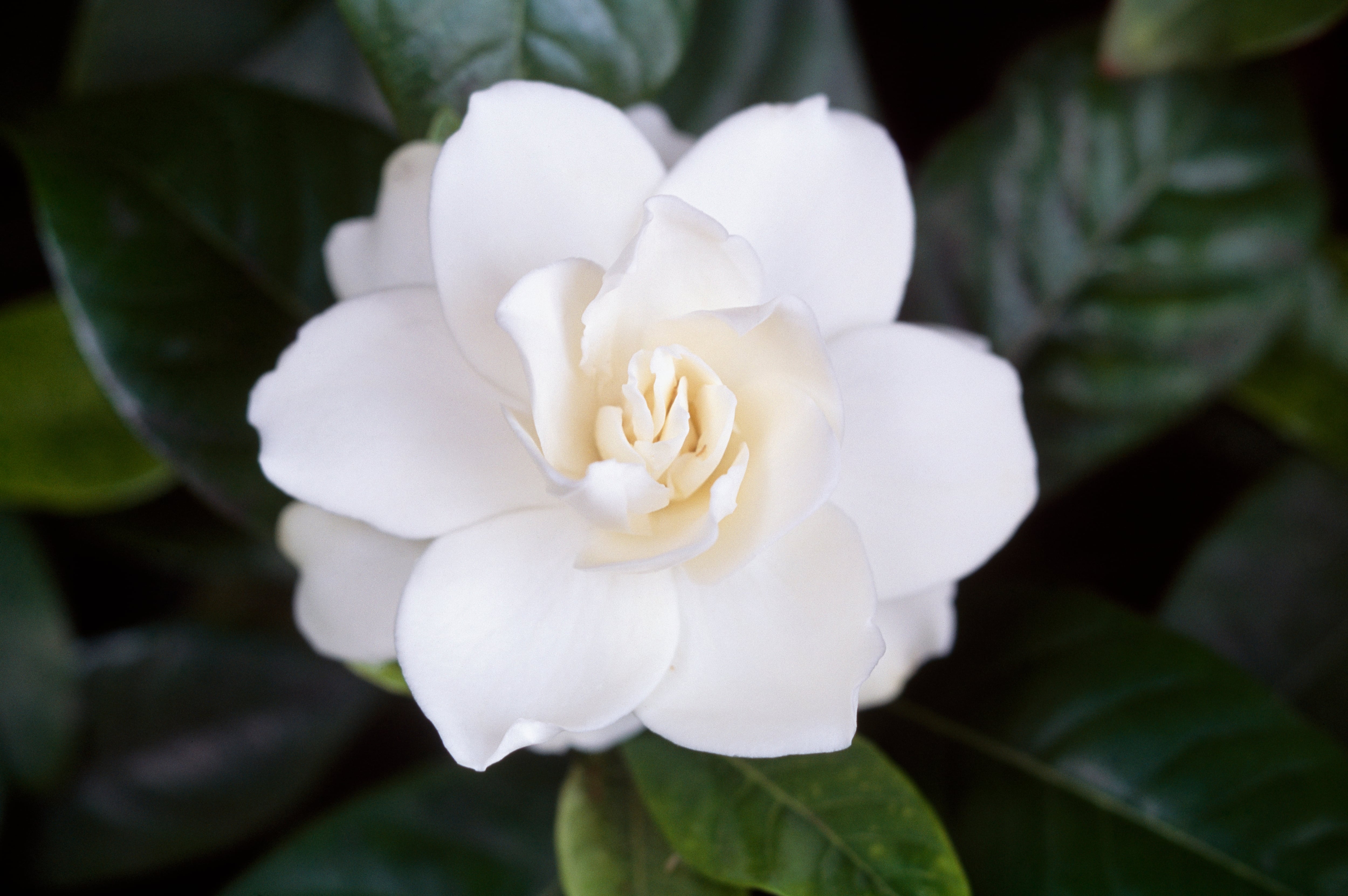 The whiteness of gardenia flowers stands out on moonlit nights.