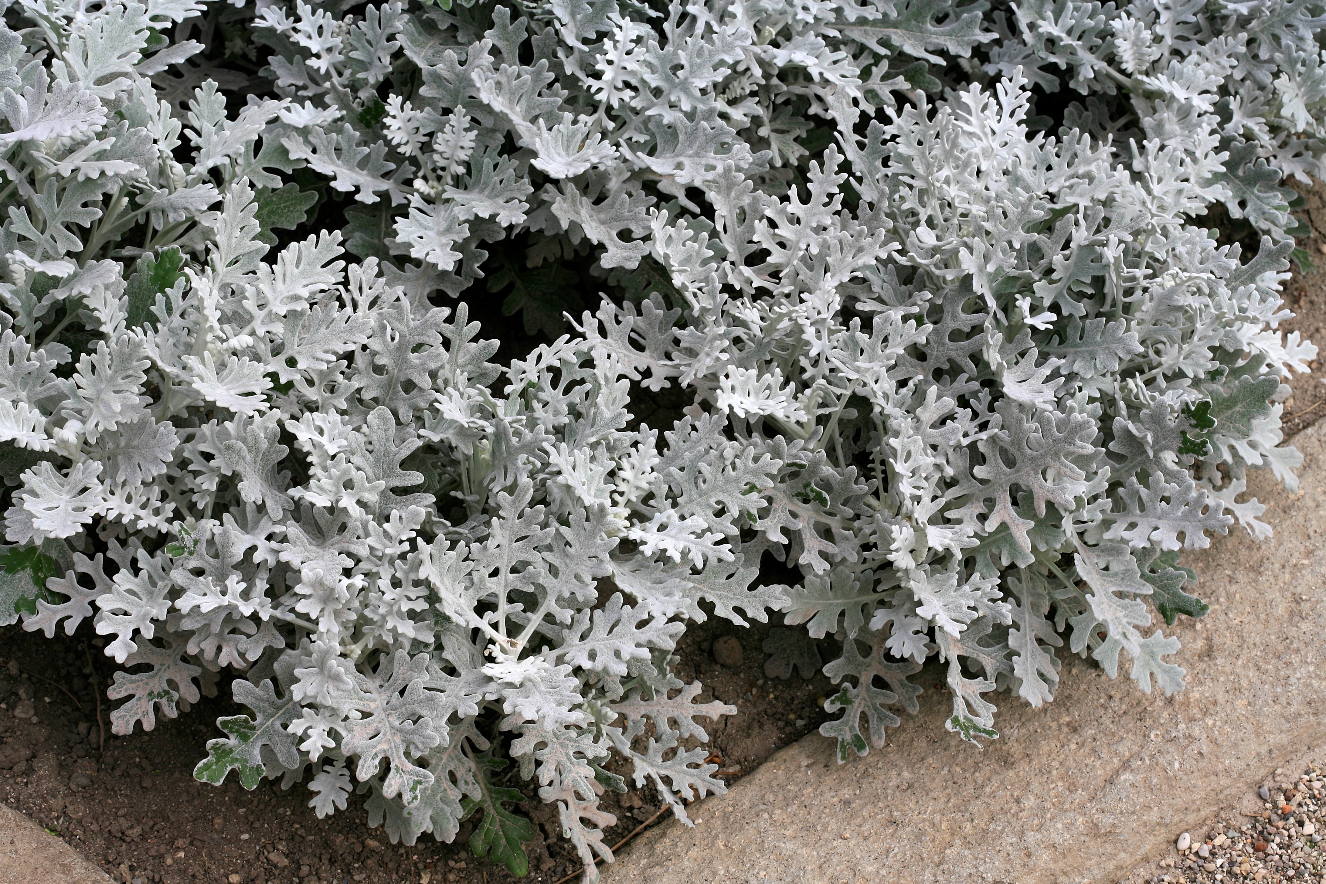 Cineraria and its silvery leaves are also a visual draw in a garden at dusk.