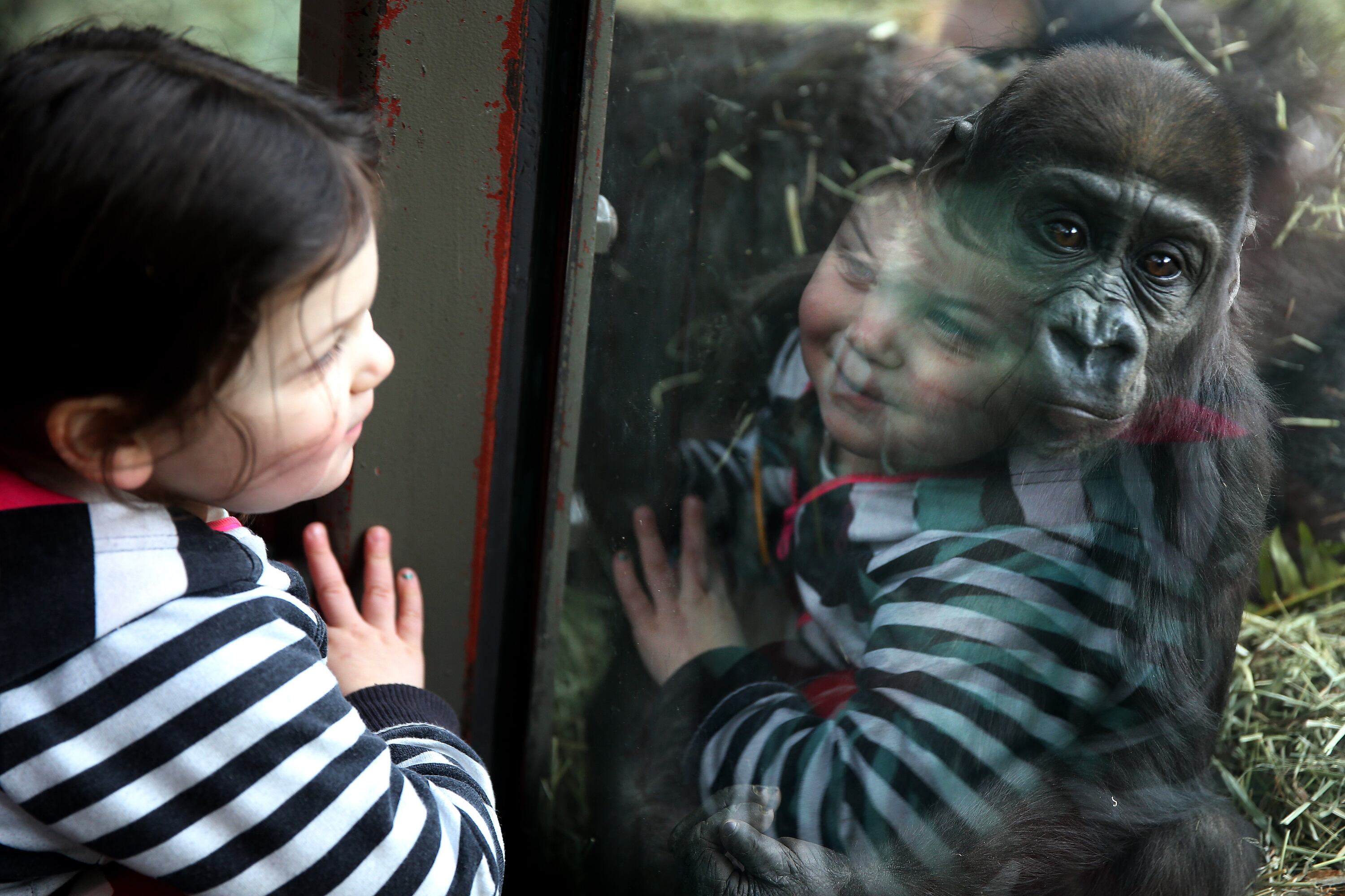 From blind mans bluff to primates hiding behind coconuts, when it comes to animals the act of play is training for the unexpected