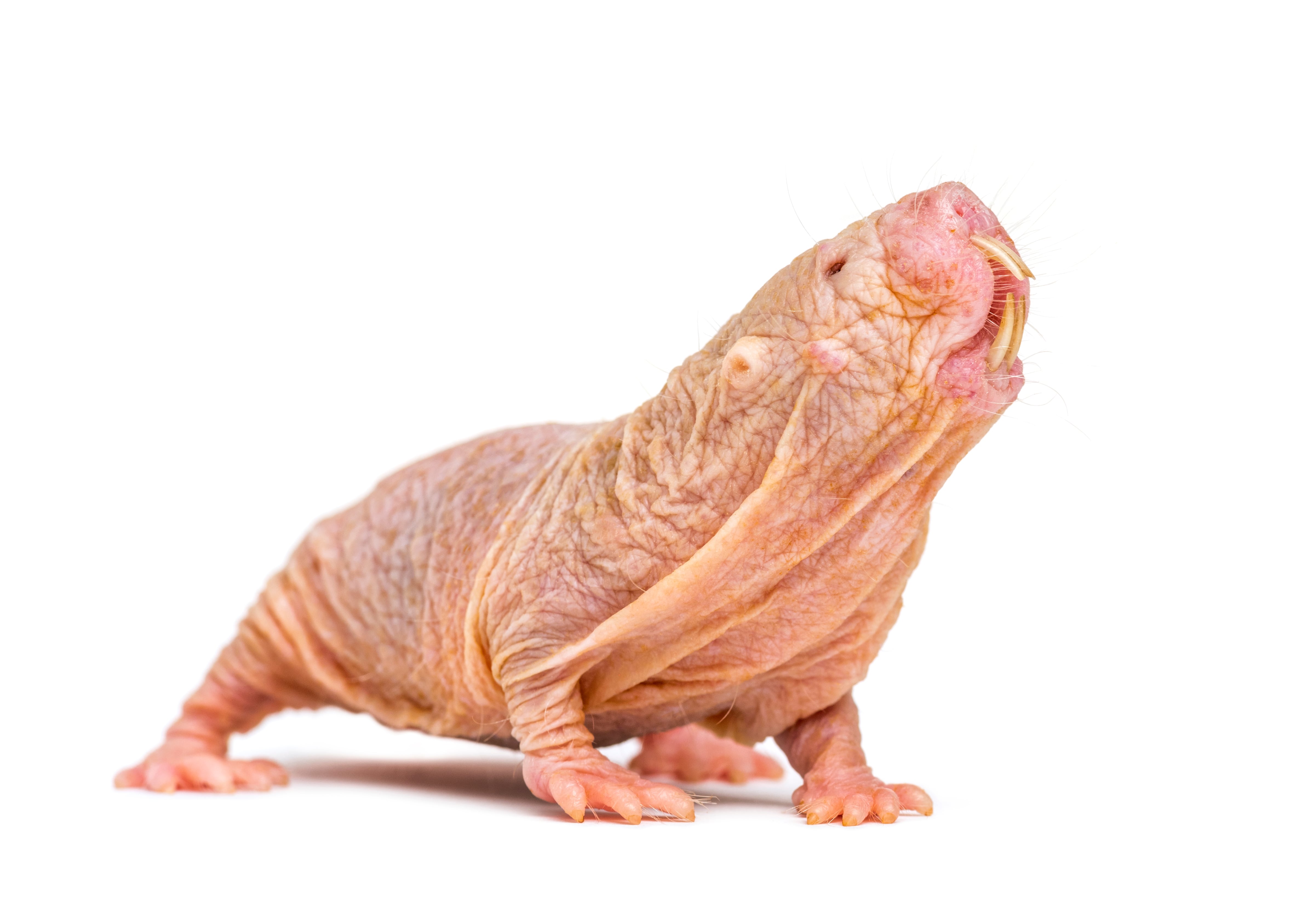 How Arwen became queen of the naked mole-rats: The peaceful succession of the animal kingdom’s most extraordinary species