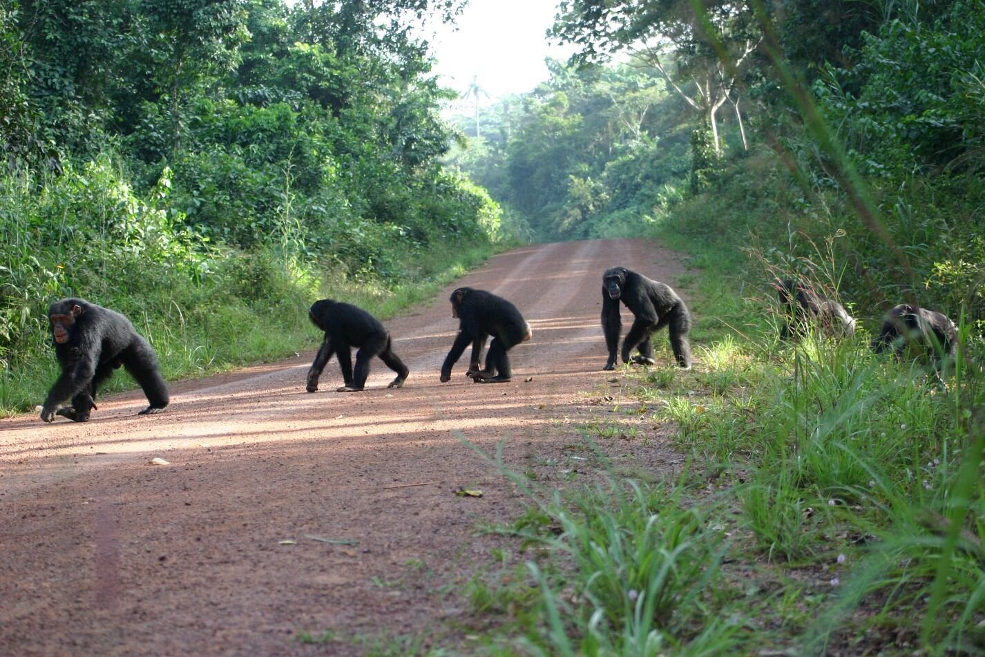 The chimps that never forget: ‘It is impressive that they remember where the ants are’