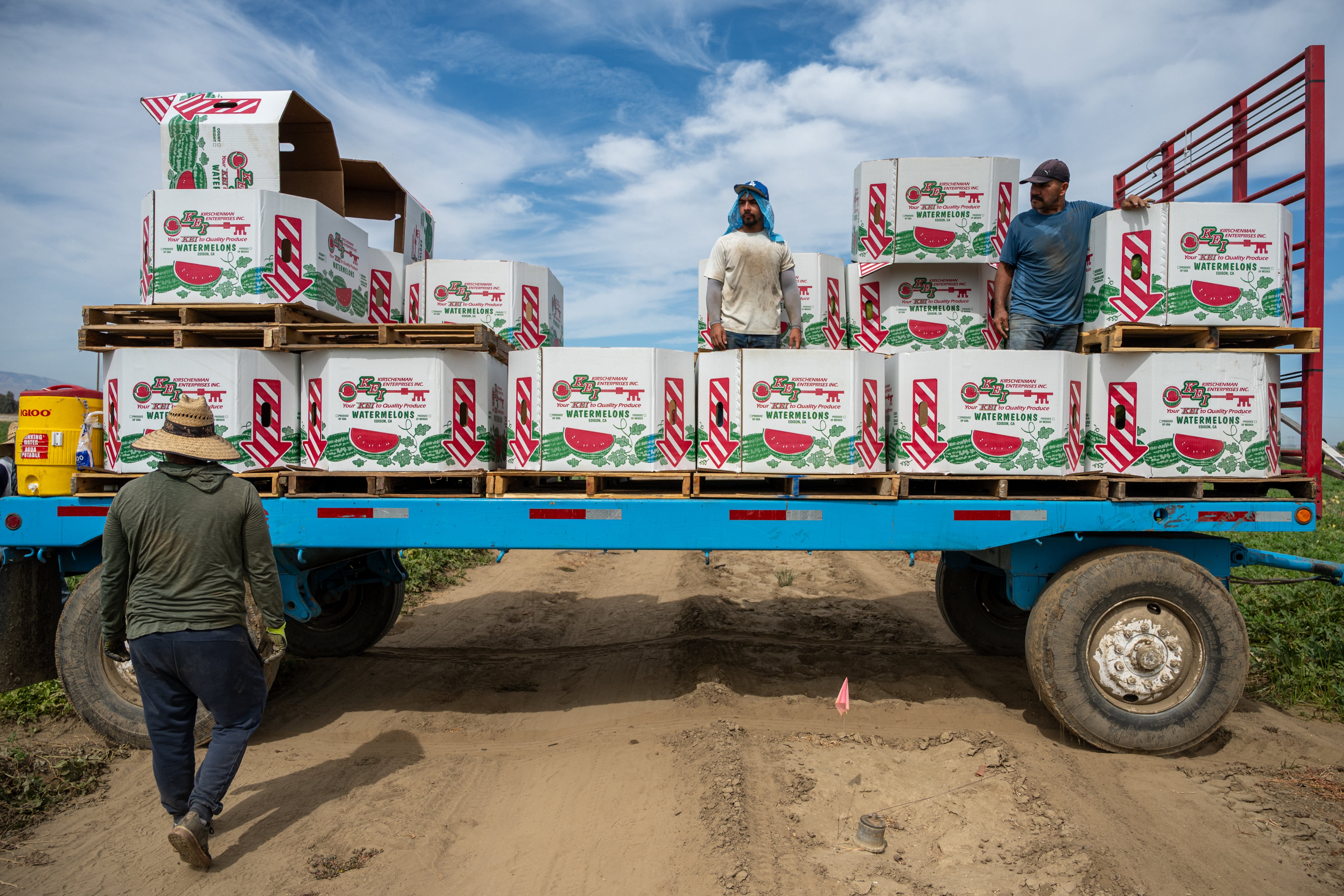 Hispanic men work in an agricultural field in California, in August 2025.