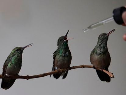 A woman feeds hummingbirds she rescued in Mexico City, in August 2023.