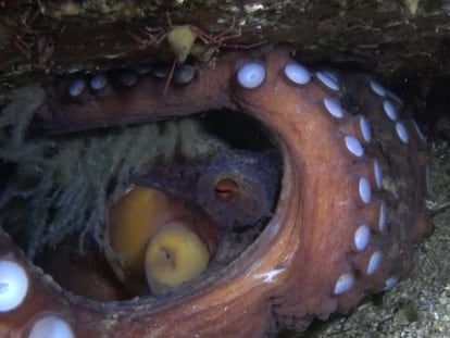 A female octopus in the terminal phase, after the hatching of her eggs.