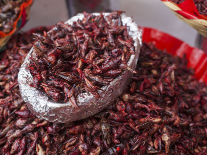 Eating about 100 grams of grasshoppers like these for sale in the Benito Juárez market in Oaxaca, Mexico, would allow you to replace the proteins offered by an average portion of meat.