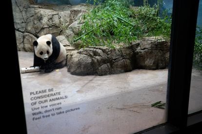 Pandas could be gone from America's zoos by the end of next year