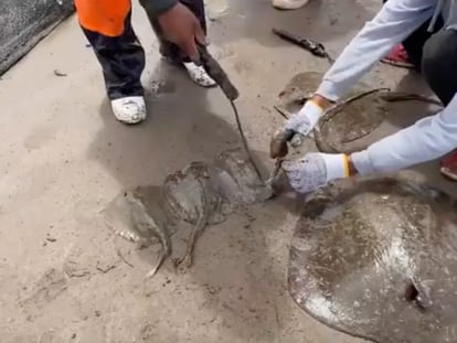 Government workers remove stingers from stingrays in Huatabampo.