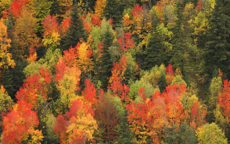 Autumn colors in the Valley of Ordesa, in the Aragón region.
