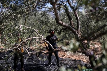 Workers during the olive harvest, November 6.