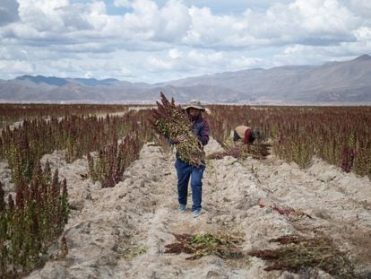 A farmer harvests quinoa in Oruro, Bolivia, on April 29, 2022.