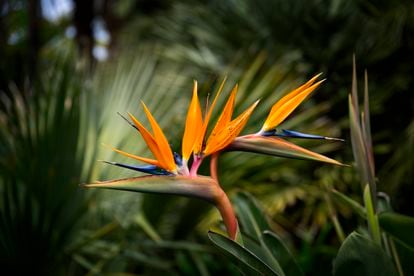 The 'Strelitzia' is known as the bird of paradise for its extraordinary flower in the shape of a crested bird's head.