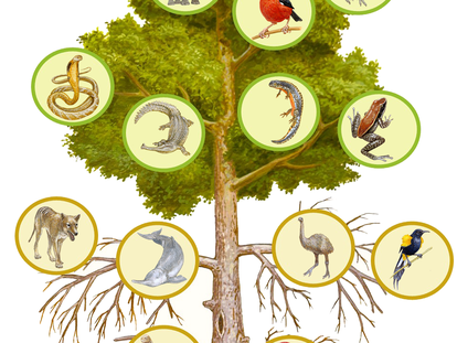 'The Tree of Life' by biologist Marco Antonio Pineda is an illustration of the mutilation of the Tree of Life because of generic extinctions and extinction risks. The bottom half of the tree depicted as dead branches shows examples of the extinct genera, and the upper half shows examples of genera at risk of extinction.
