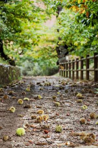 A path covered with chestnuts.
