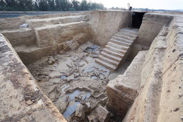 Animals sacrificed in a ritual that took place 2,500 years ago in a building unearthed in Guareña, Badajoz. The staircase makes this Tartessian excavation unique in this part of the world.