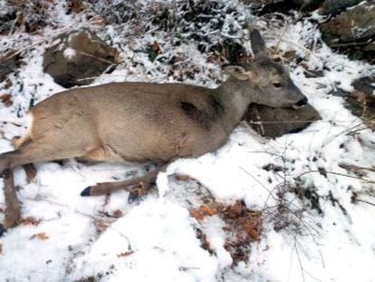 A young deer dead from hunger in the Pyrenees. 