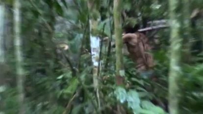 The 'Man of the Hole' cuts a tree with an axe, in a video made by the National Indian Foundation (FUNAI) of Brazil in 2018.